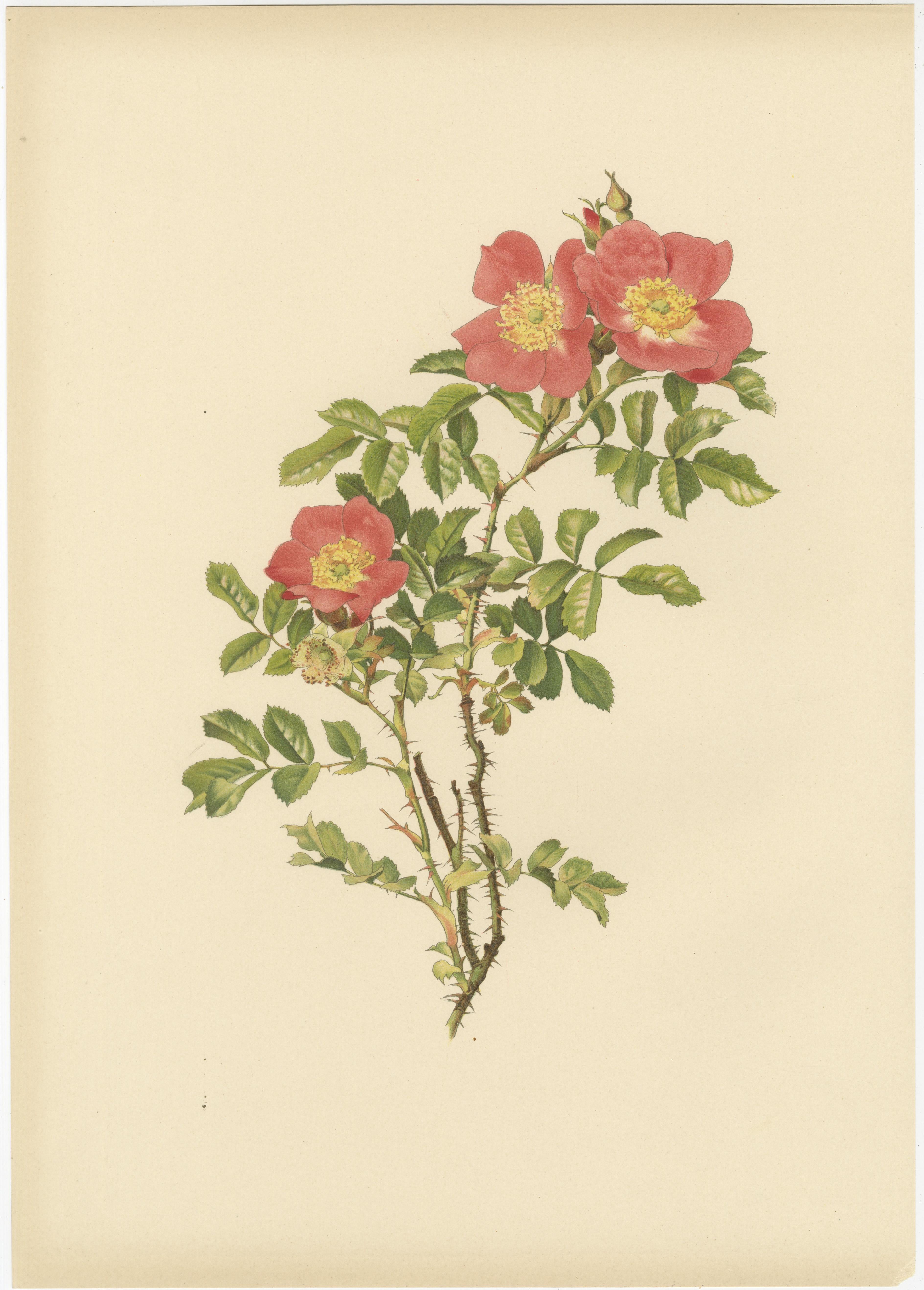 Inglese Antiche cromolitografie di rose (set di 2), 1914 in vendita