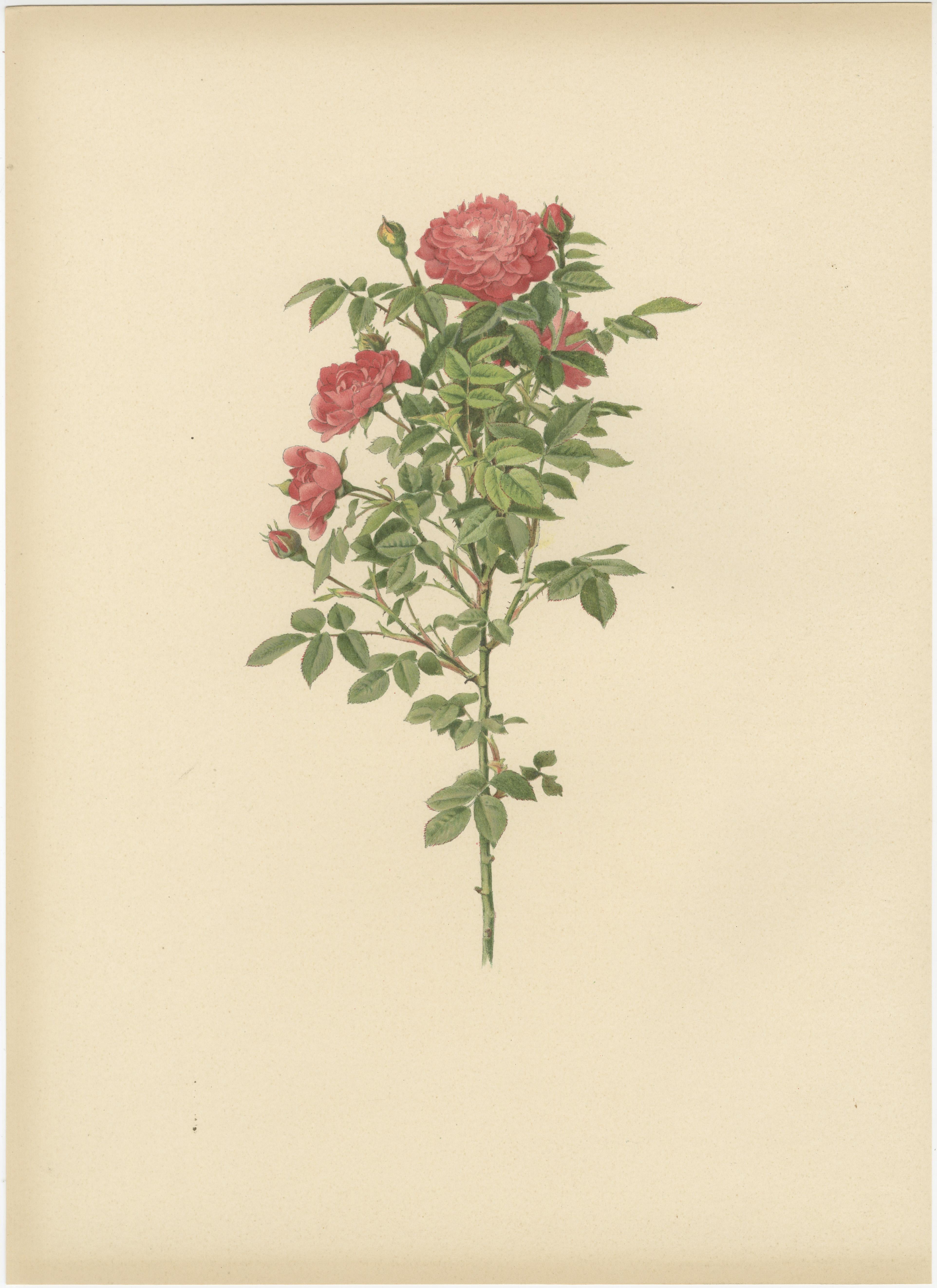 Antiche cromolitografie di rose (set di 2), 1914 In condizioni buone in vendita a Langweer, NL