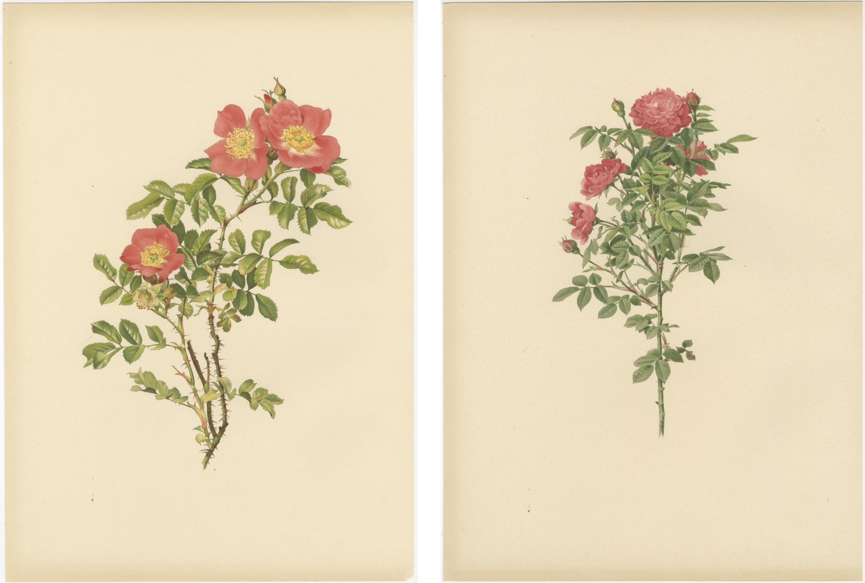 Inizio XX secolo Antiche cromolitografie di rose (set di 2), 1914 in vendita
