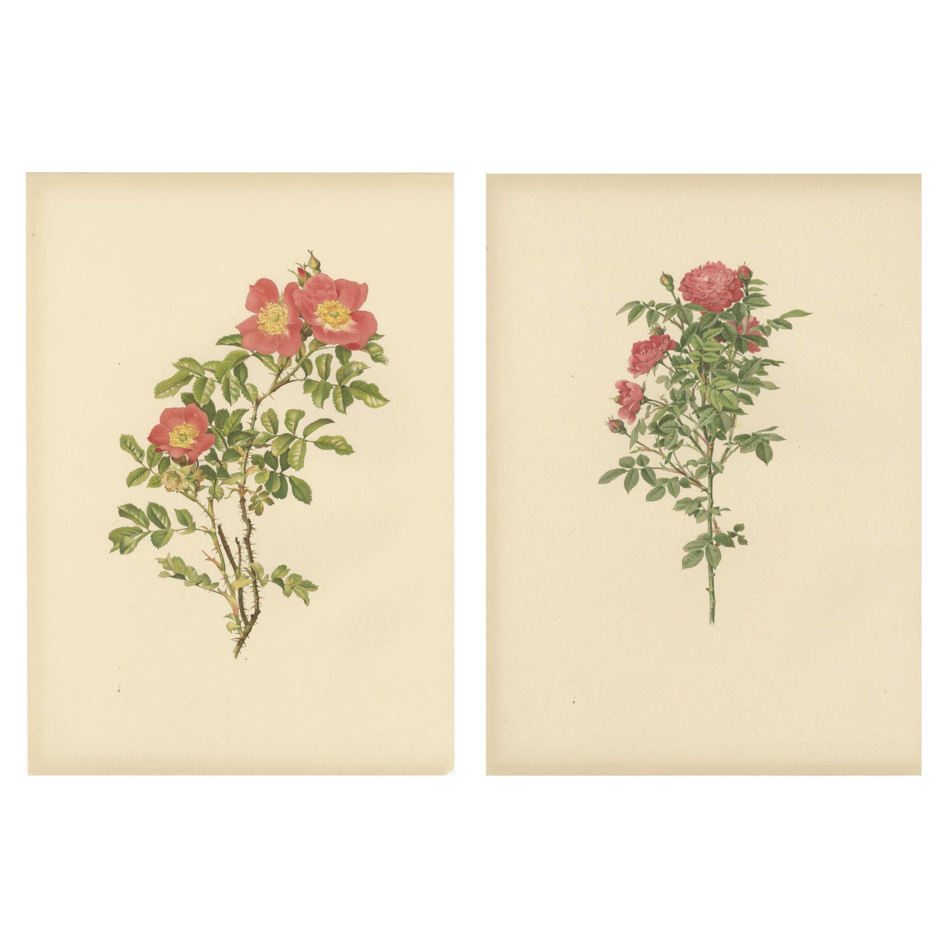 Antiche cromolitografie di rose (set di 2), 1914 in vendita