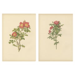 Antiche cromolitografie di rose (set di 2), 1914