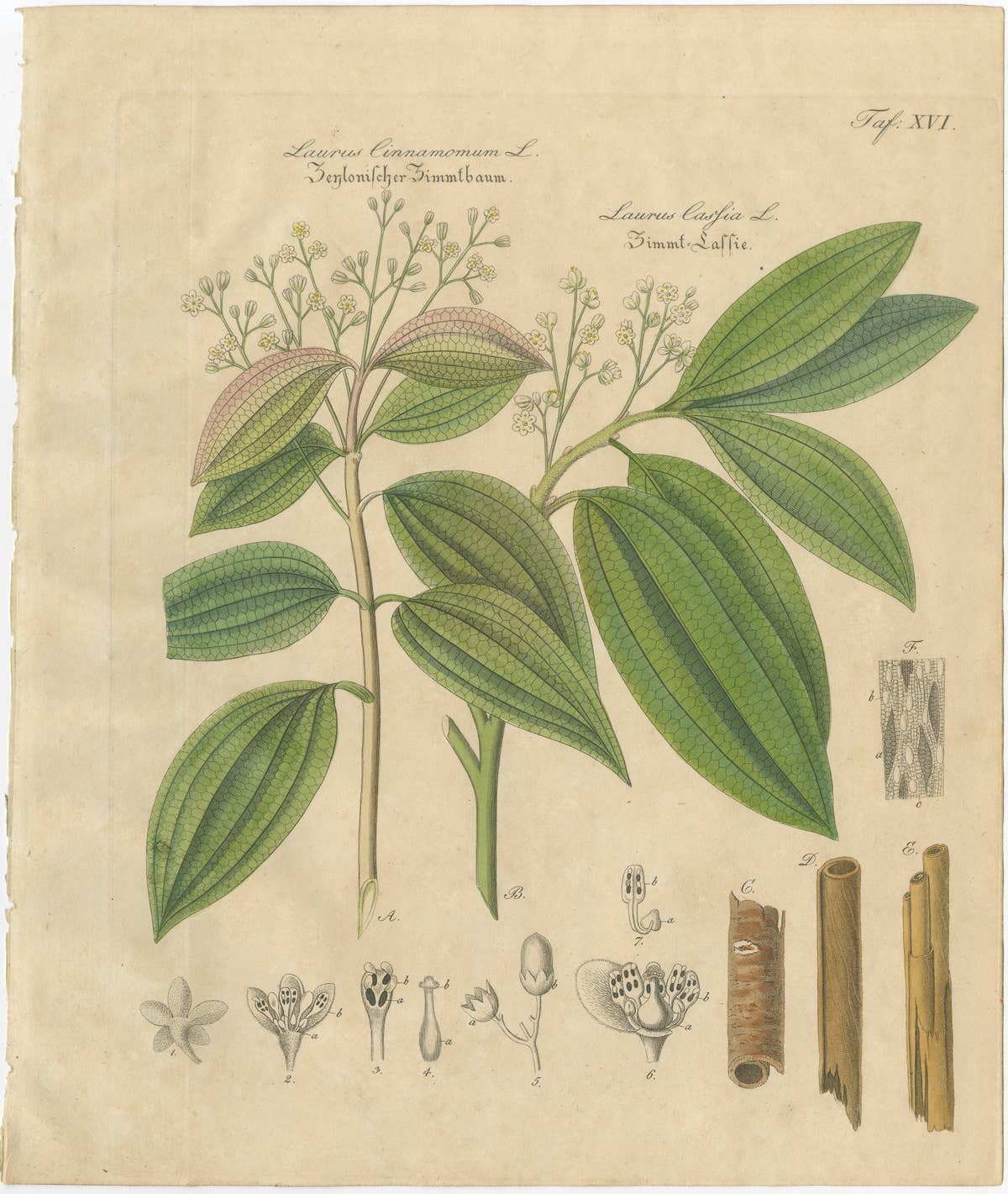 Antique Cinnamon Botanical Print, Laurus Cinnamomum & cassia, c.1831
