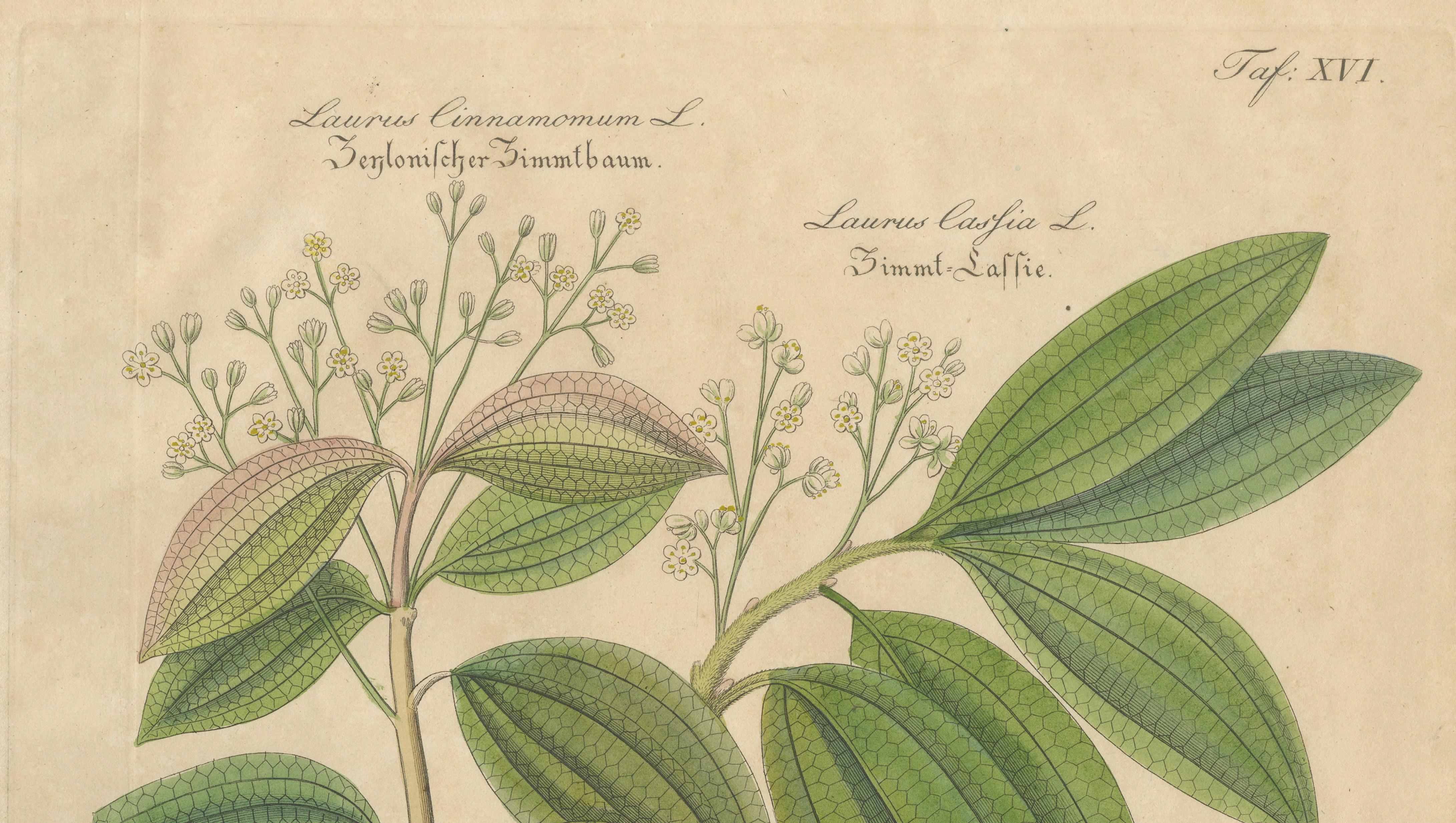 Antique Cinnamon Botanical Print, Laurus Cinnamomum & cassia, c.1831