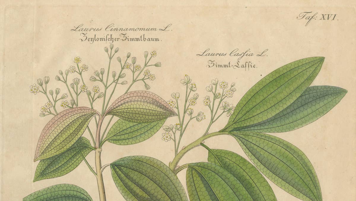 Antique Cinnamon Botanical Print, Laurus Cinnamomum & cassia, c.1831