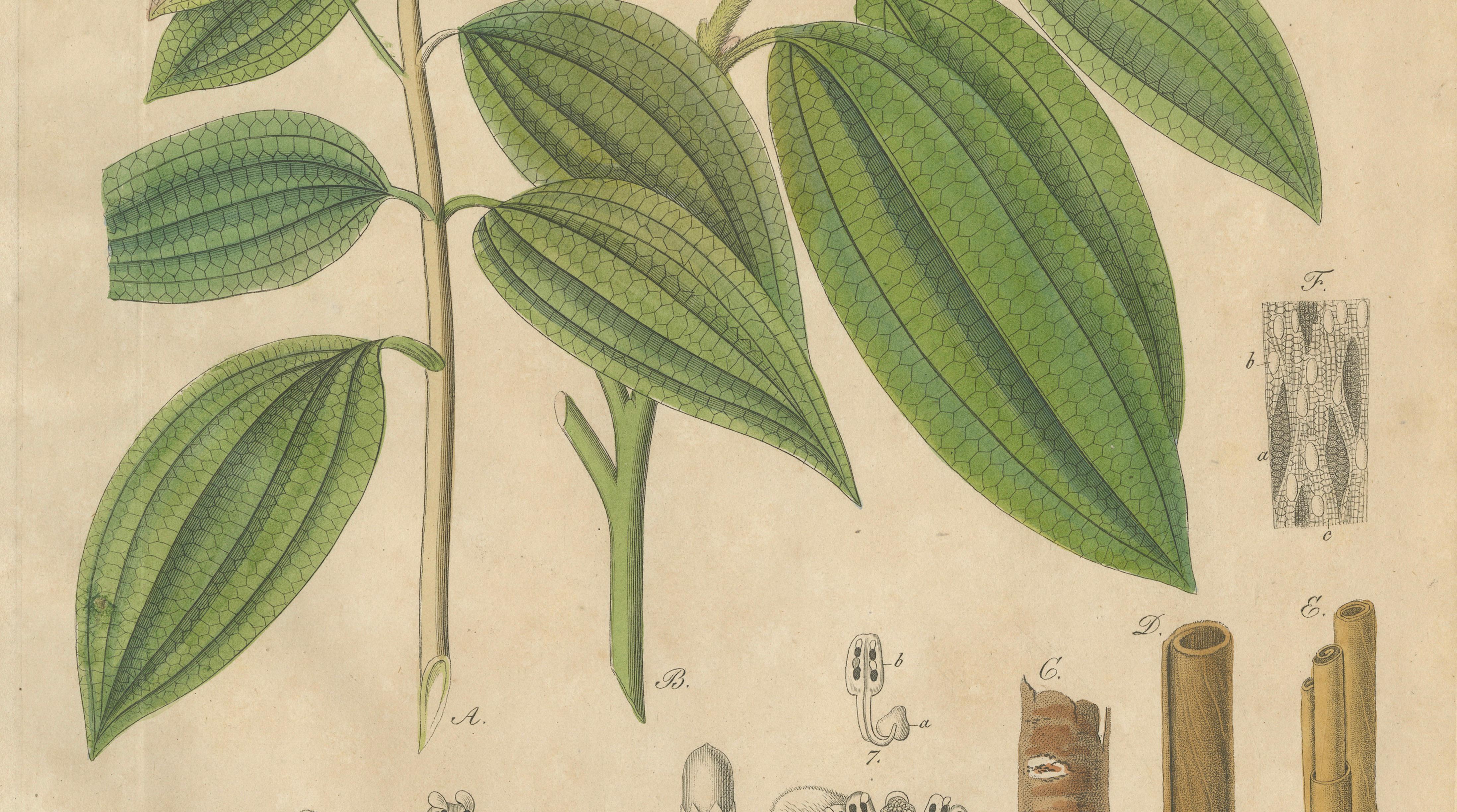 Antique Cinnamon Botanical Print, Laurus Cinnamomum & cassia, c.1831
