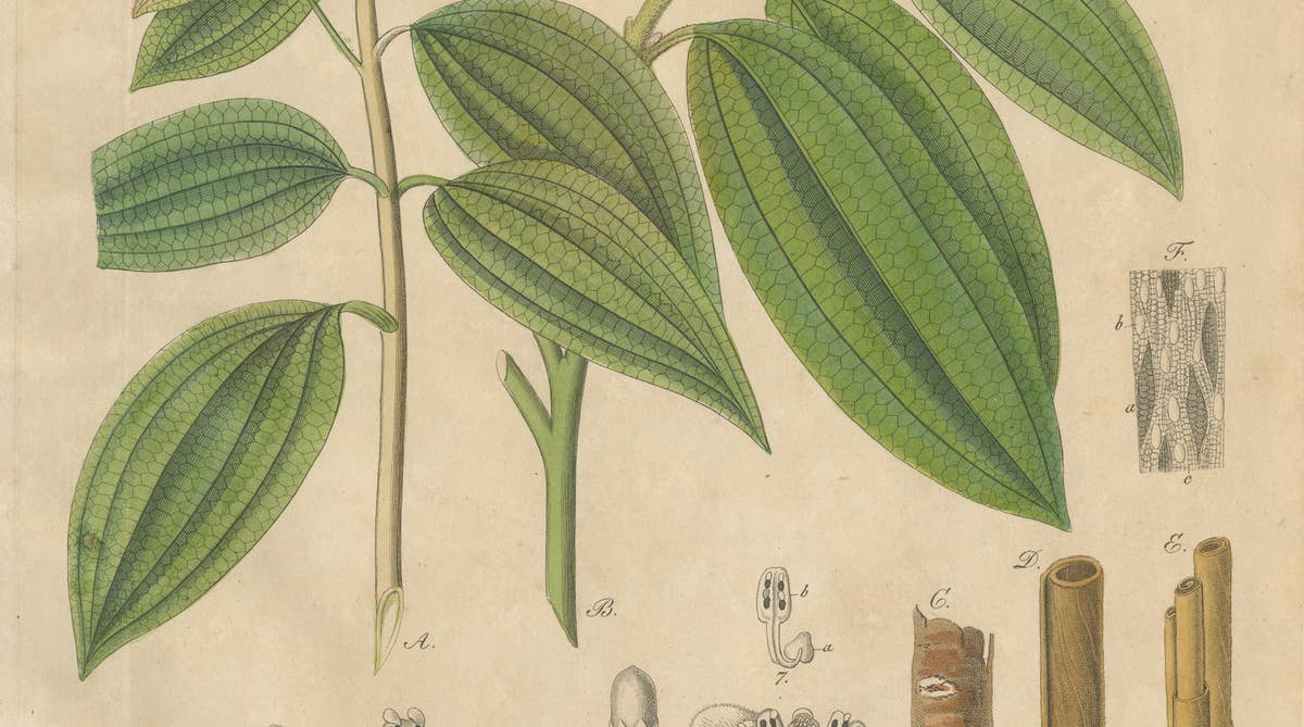 Antique Cinnamon Botanical Print, Laurus Cinnamomum & cassia, c.1831