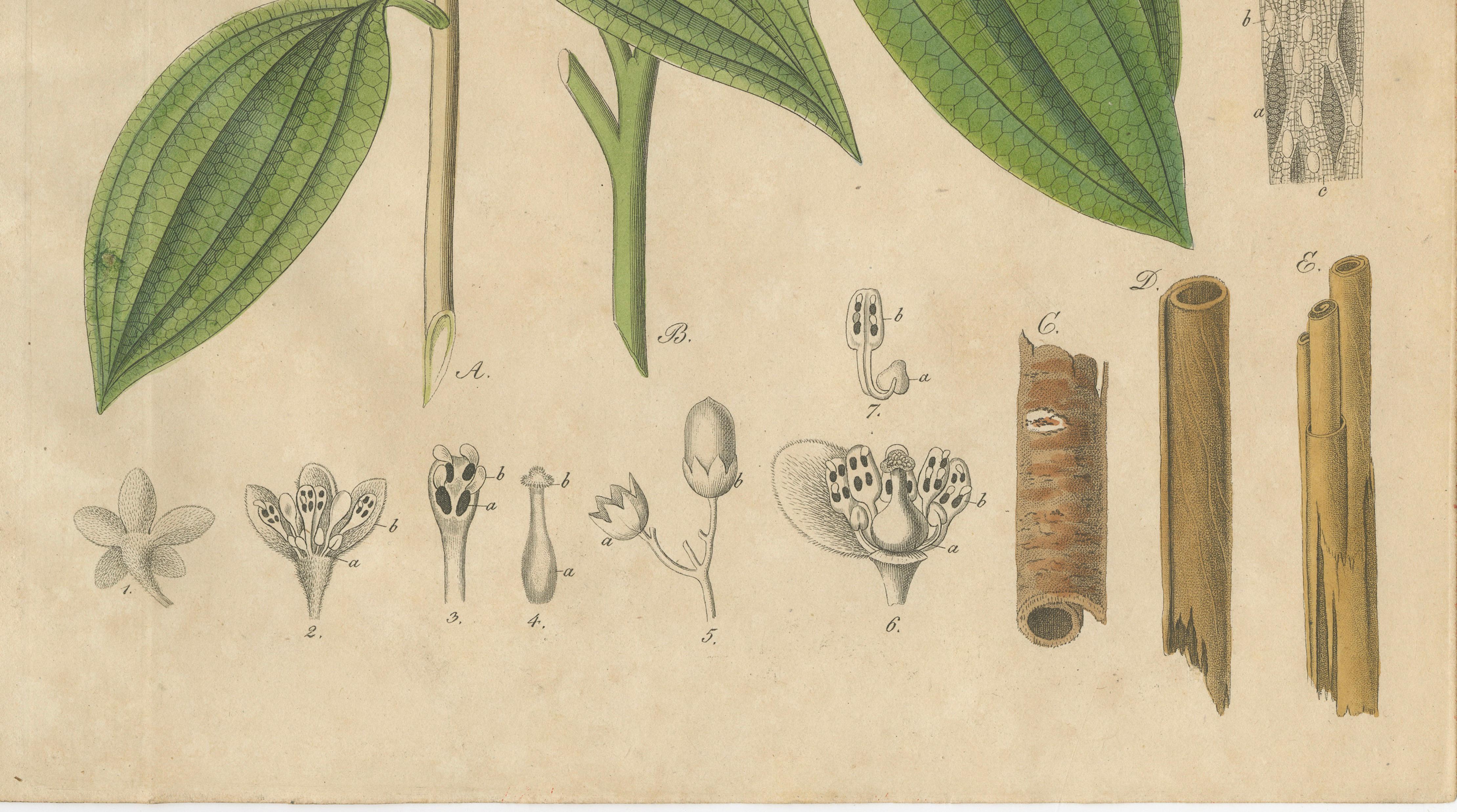 Antique Cinnamon Botanical Print, Laurus Cinnamomum & cassia, c.1831