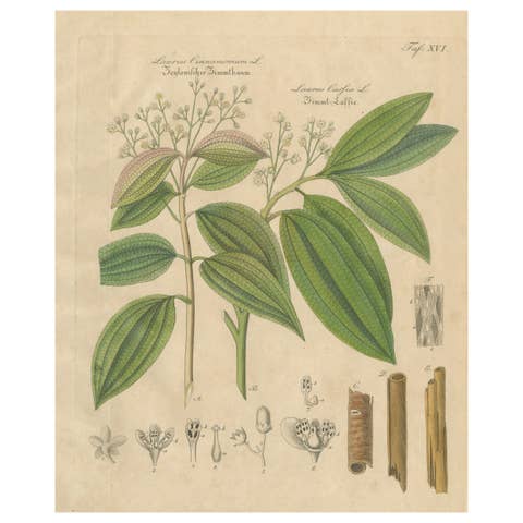 Antique Cinnamon Botanical Print, Laurus Cinnamomum & cassia, c.1831