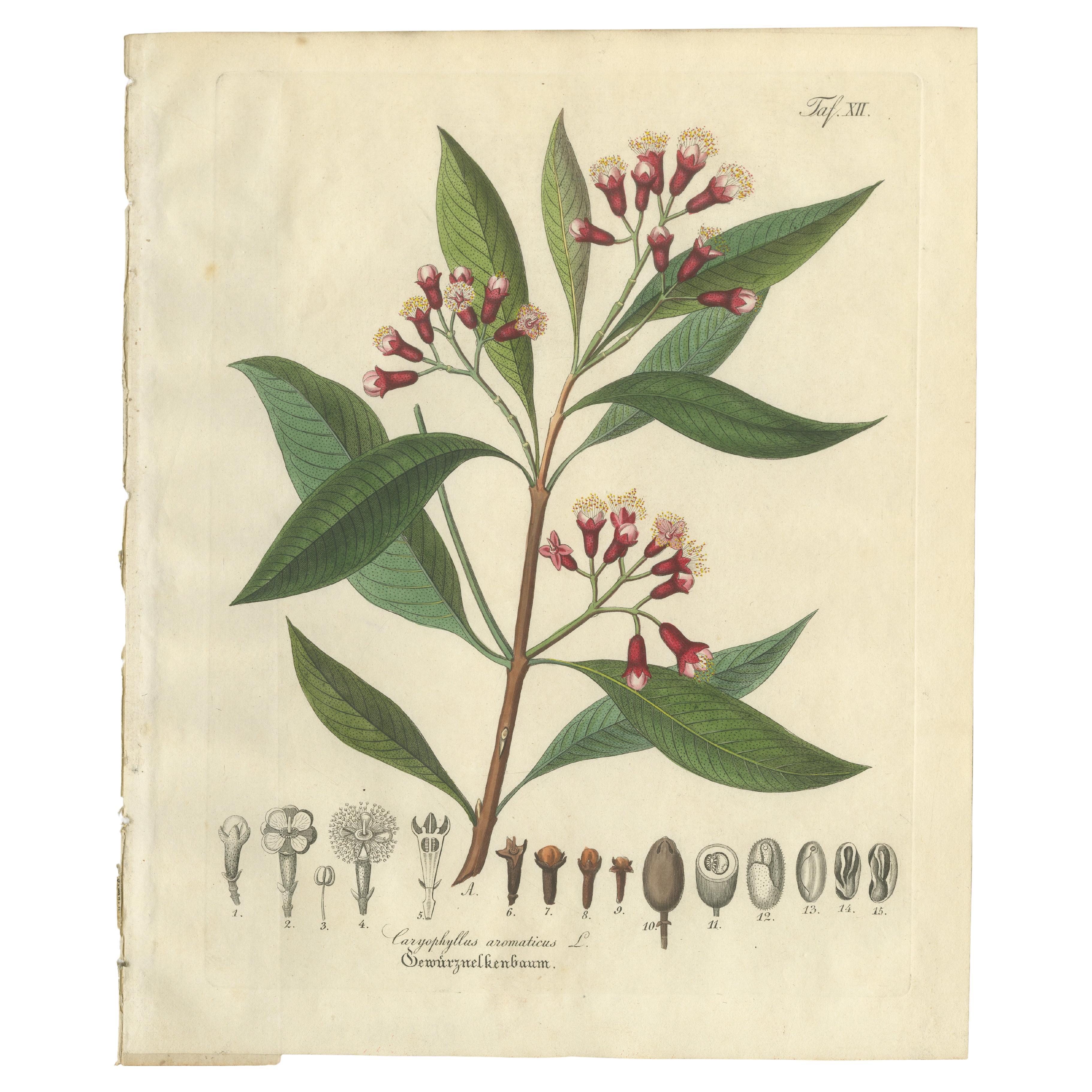 Antique Clove Botanical Print, Caryophyllus Aromaticus, Hand Colored, c.1831