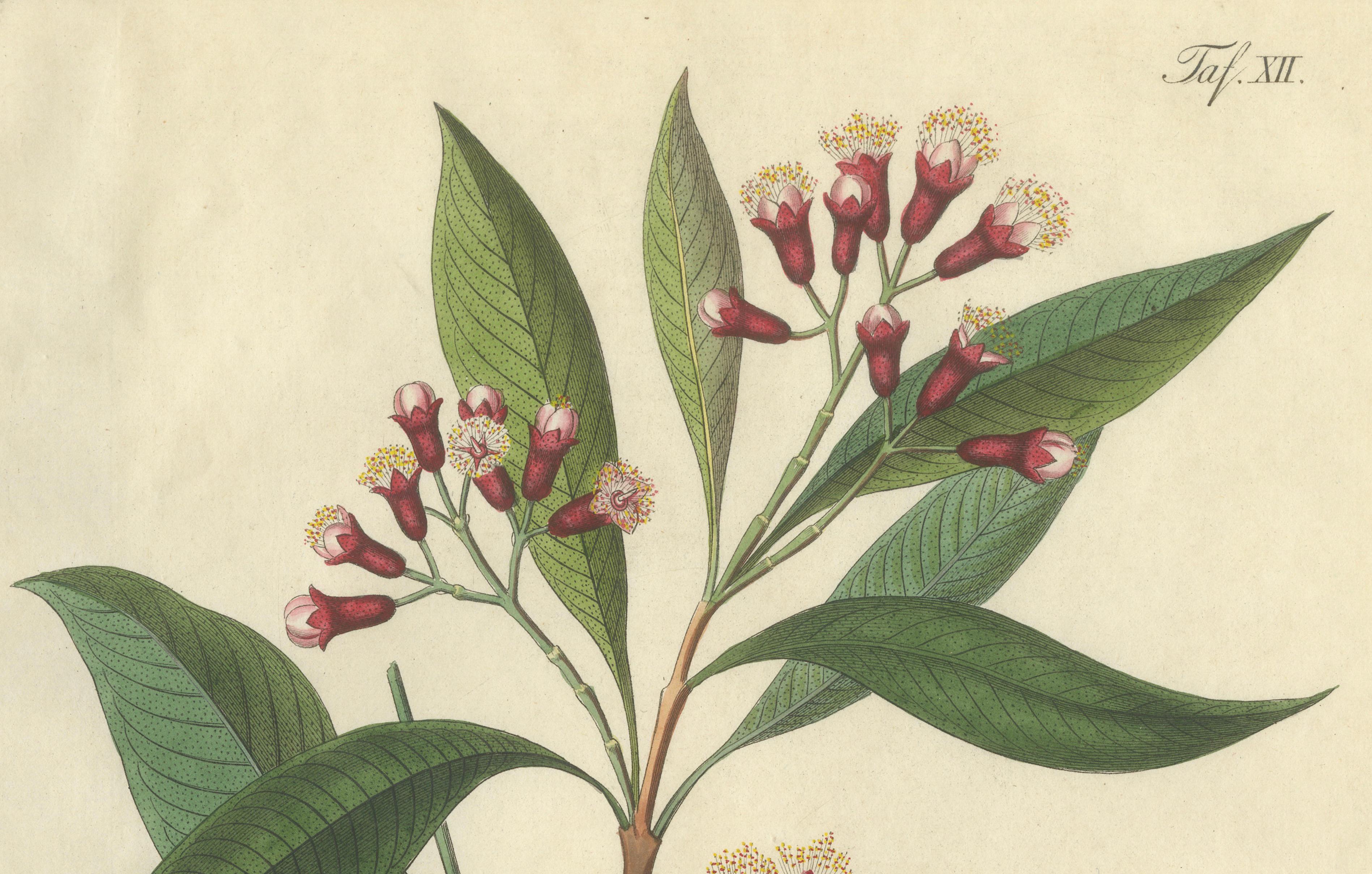 Antique Clove Botanical Print, Caryophyllus Aromaticus, Hand Colored, c.1831