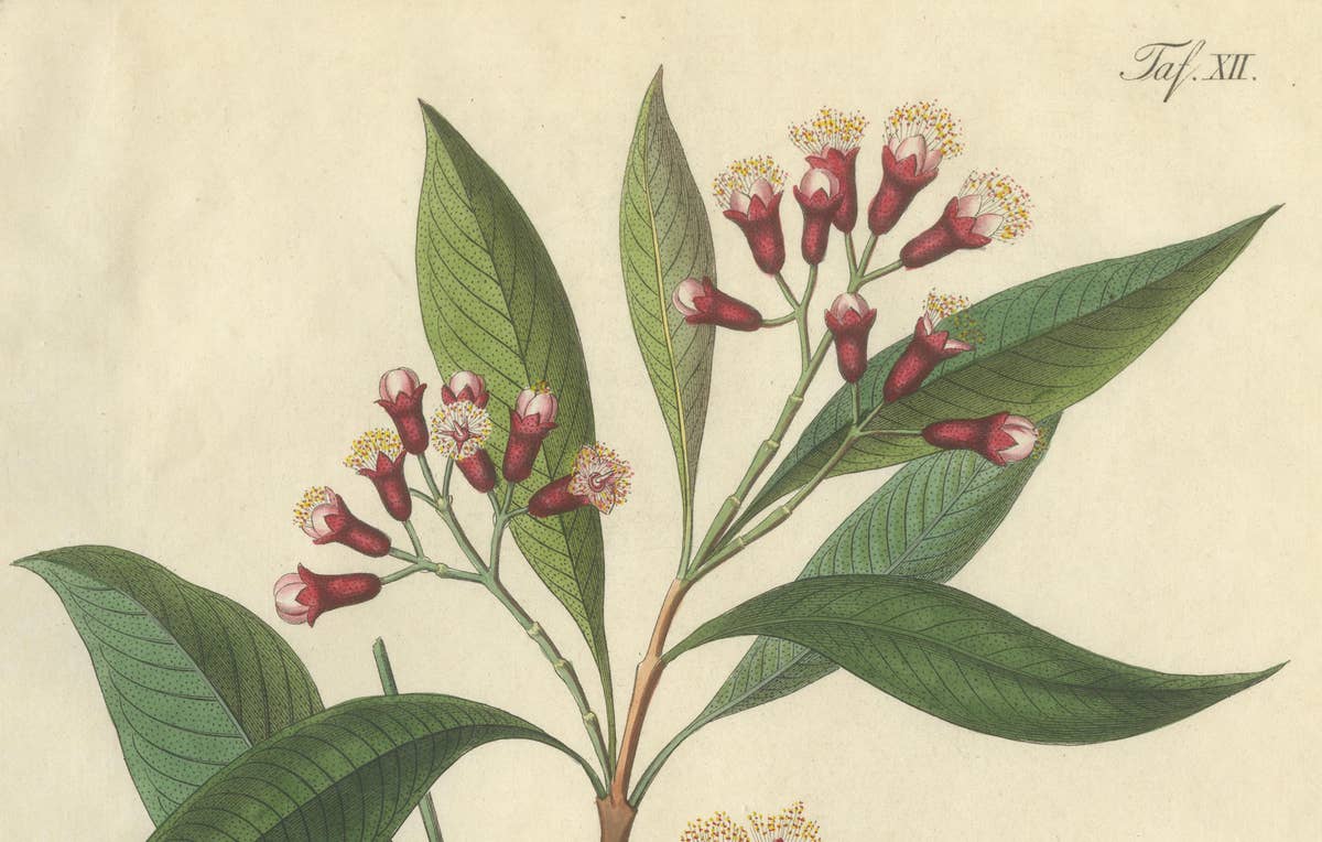 Antique Clove Botanical Print, Caryophyllus Aromaticus, Hand Colored, c.1831