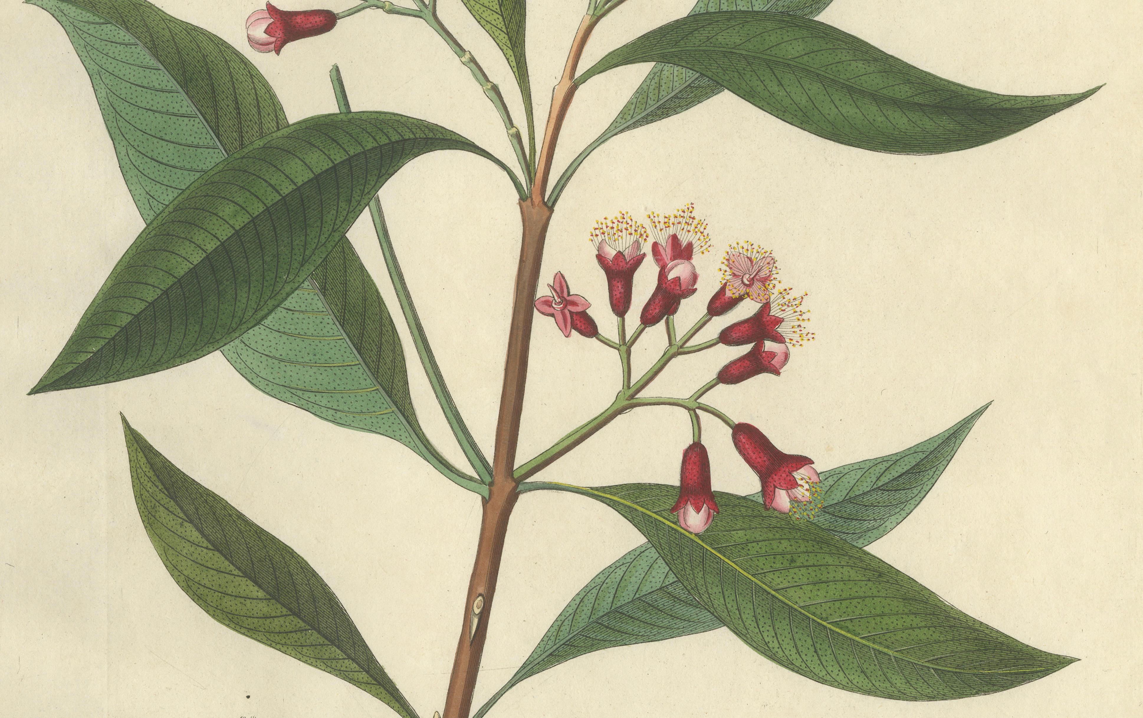 Antique Clove Botanical Print, Caryophyllus Aromaticus, Hand Colored, c.1831