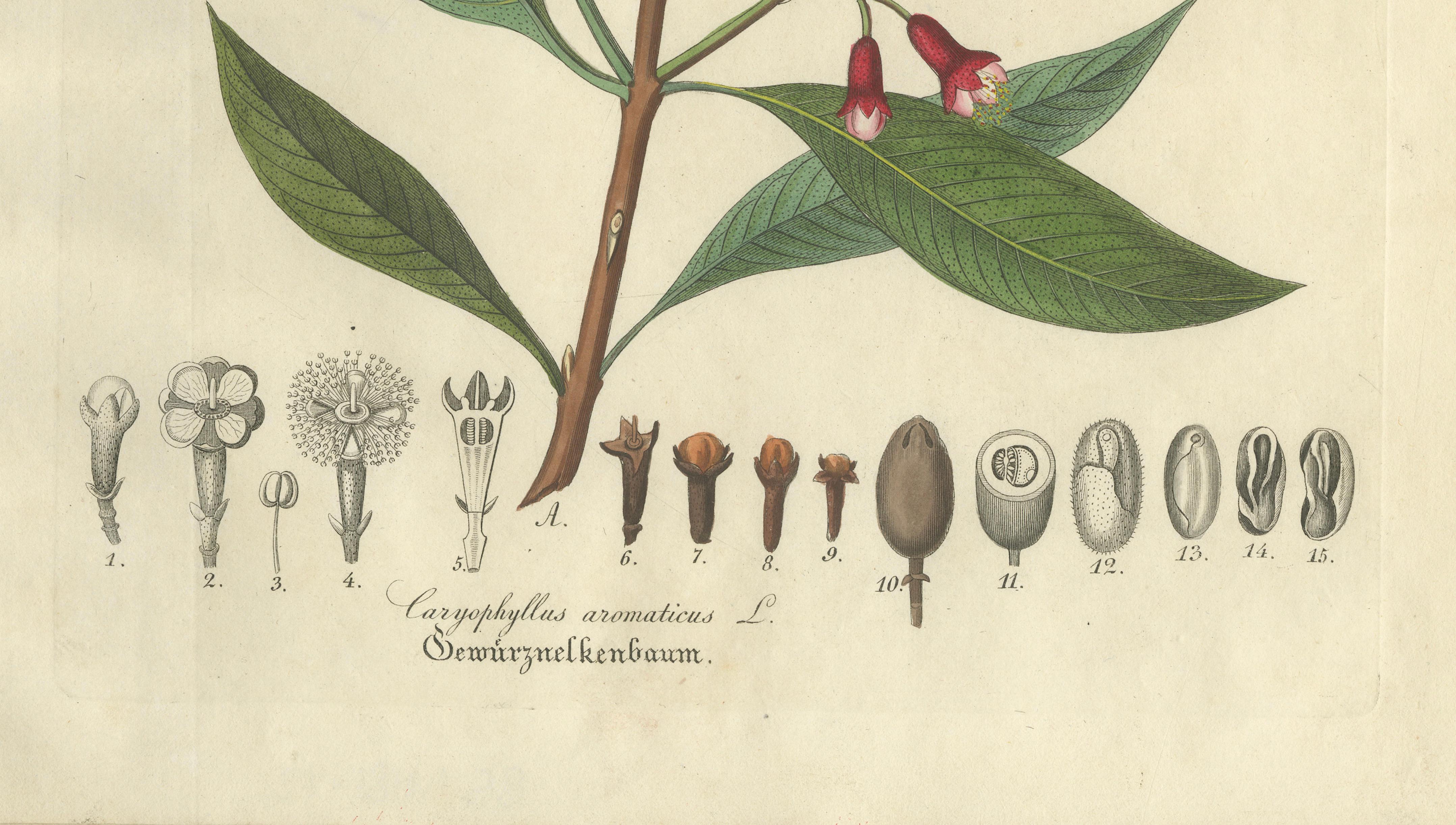 Antique Clove Botanical Print, Caryophyllus Aromaticus, Hand Colored, c.1831