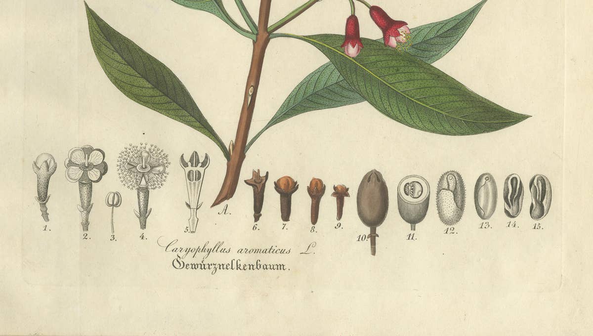 Antique Clove Botanical Print, Caryophyllus Aromaticus, Hand Colored, c.1831