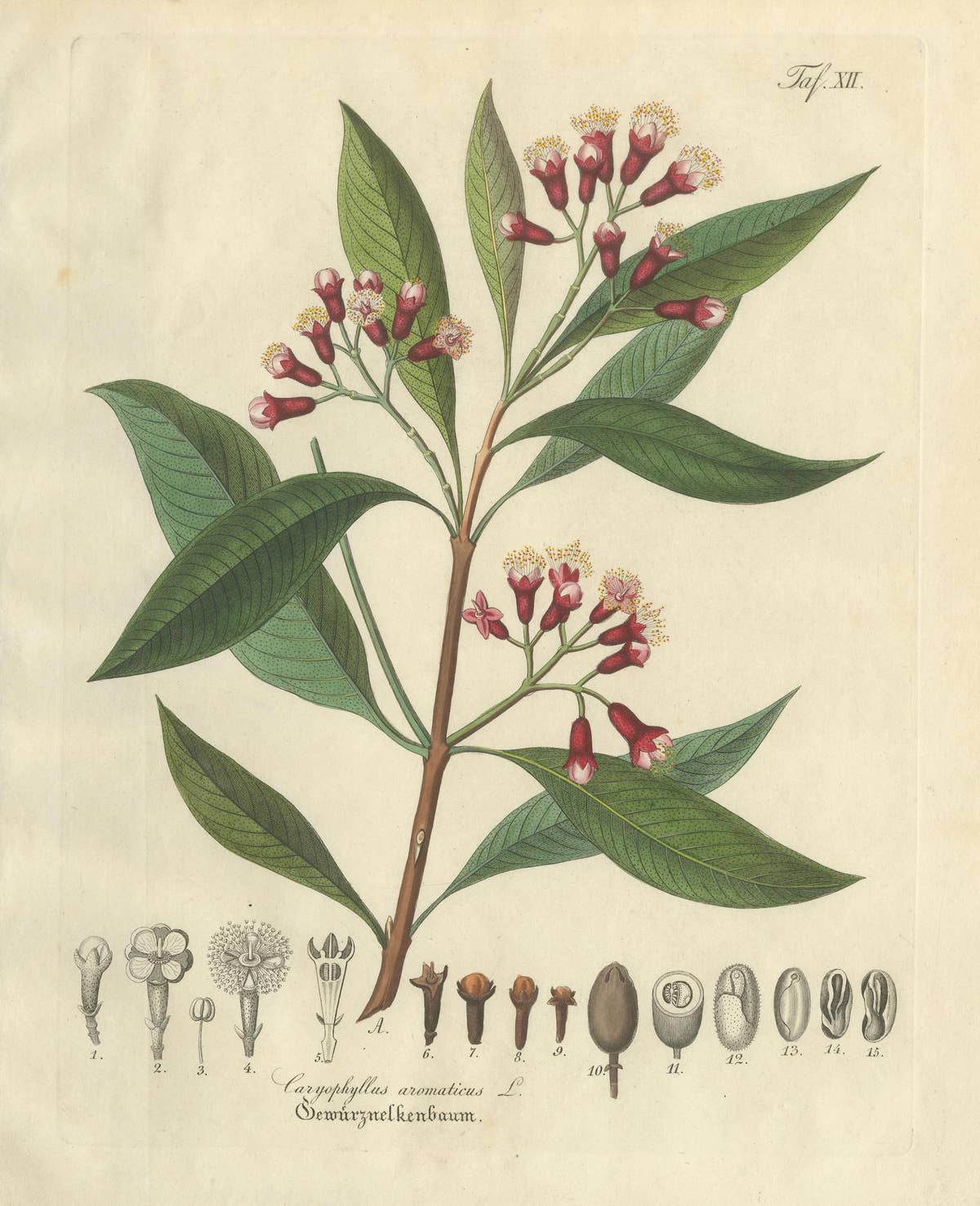Antique Clove Botanical Print, Caryophyllus Aromaticus, Hand Colored, c.1831