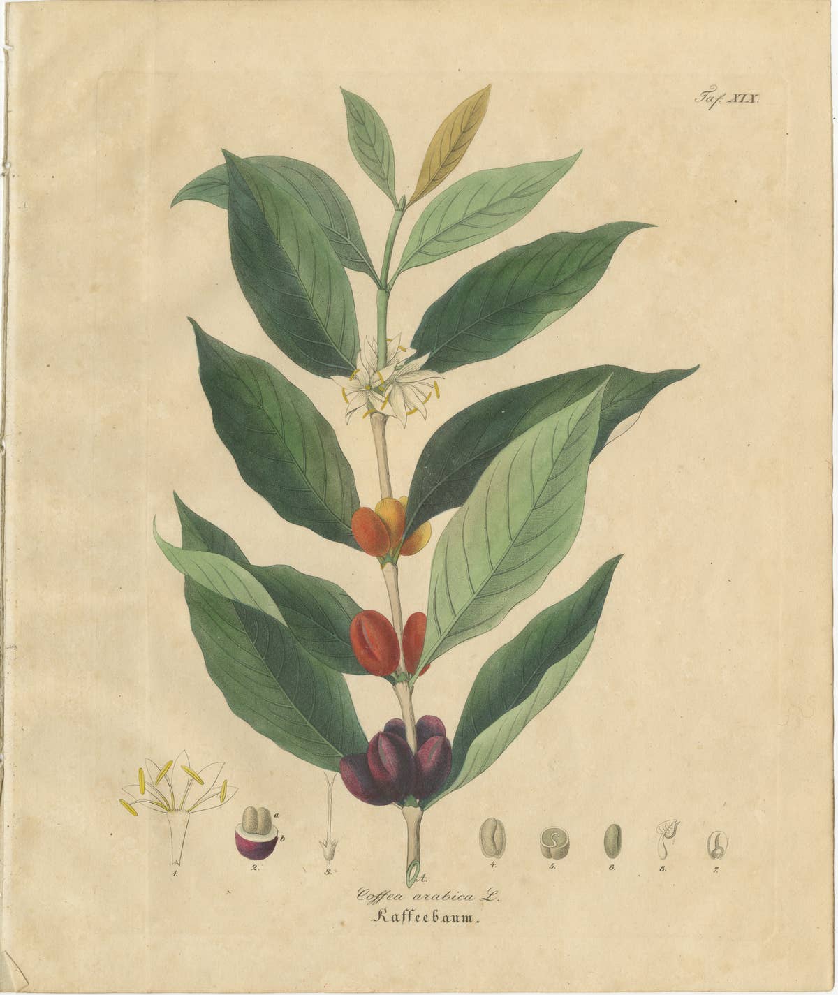 Antique Coffee Botanical Print, Coffea Arabica, Hand Colored, c.1831