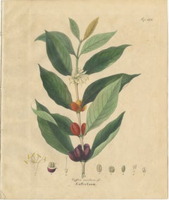 Antique Coffee Botanical Print, Coffea Arabica, Hand Colored, c.1831