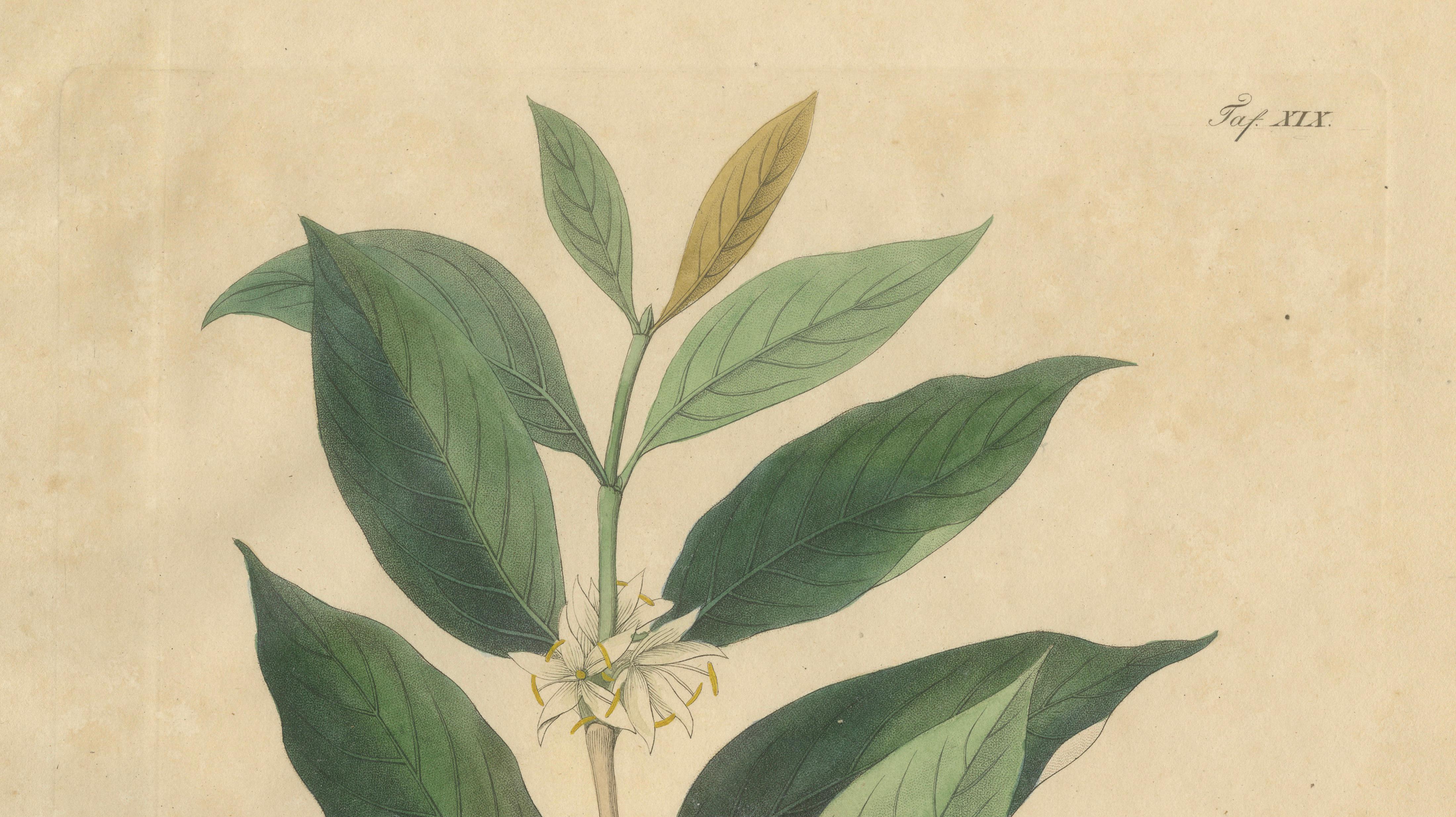 Antique Coffee Botanical Print, Coffea Arabica, Hand Colored, c.1831