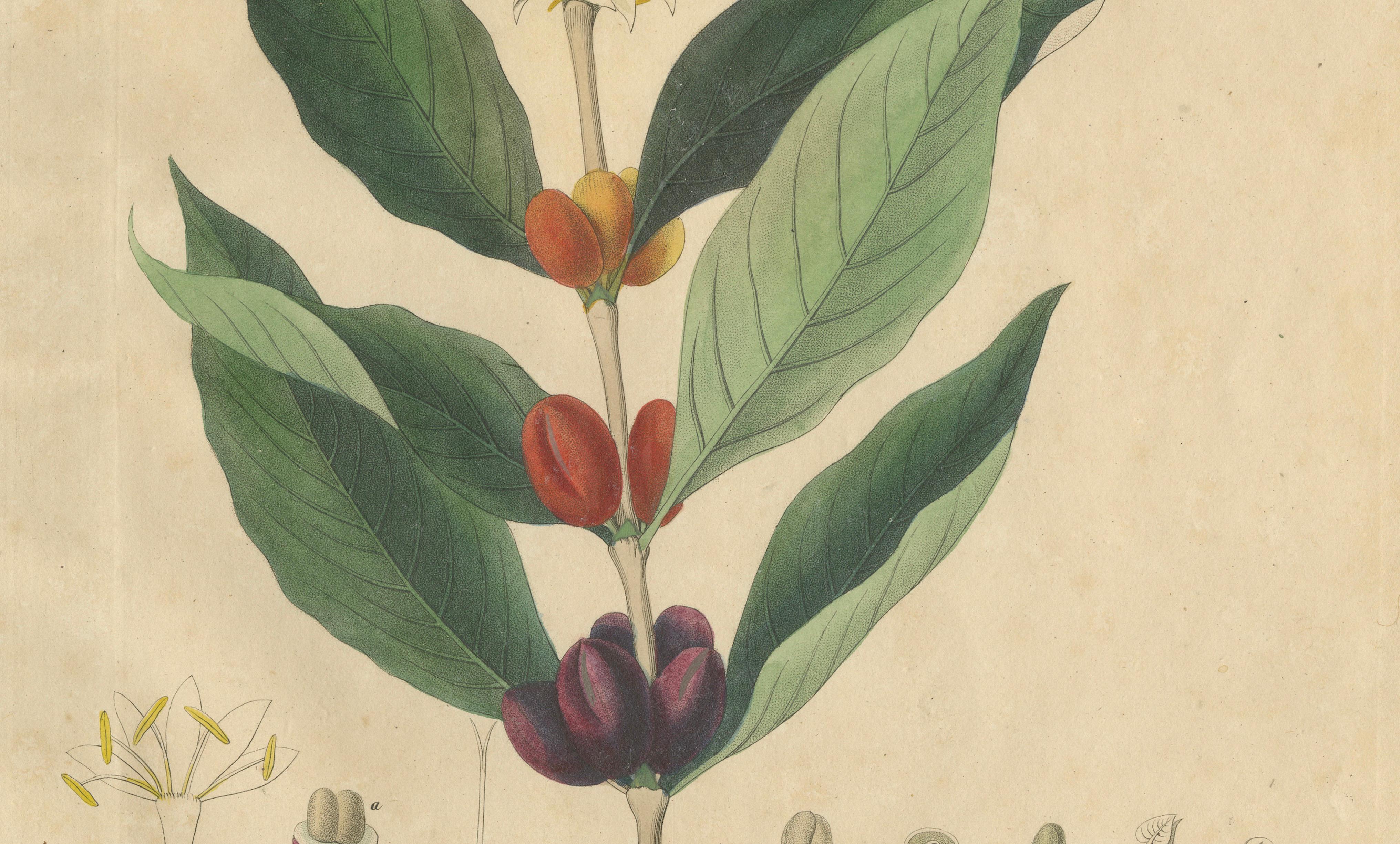 Antique Coffee Botanical Print, Coffea Arabica, Hand Colored, c.1831