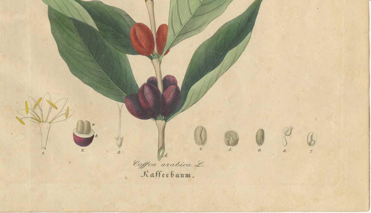 Antique Coffee Botanical Print, Coffea Arabica, Hand Colored, c.1831