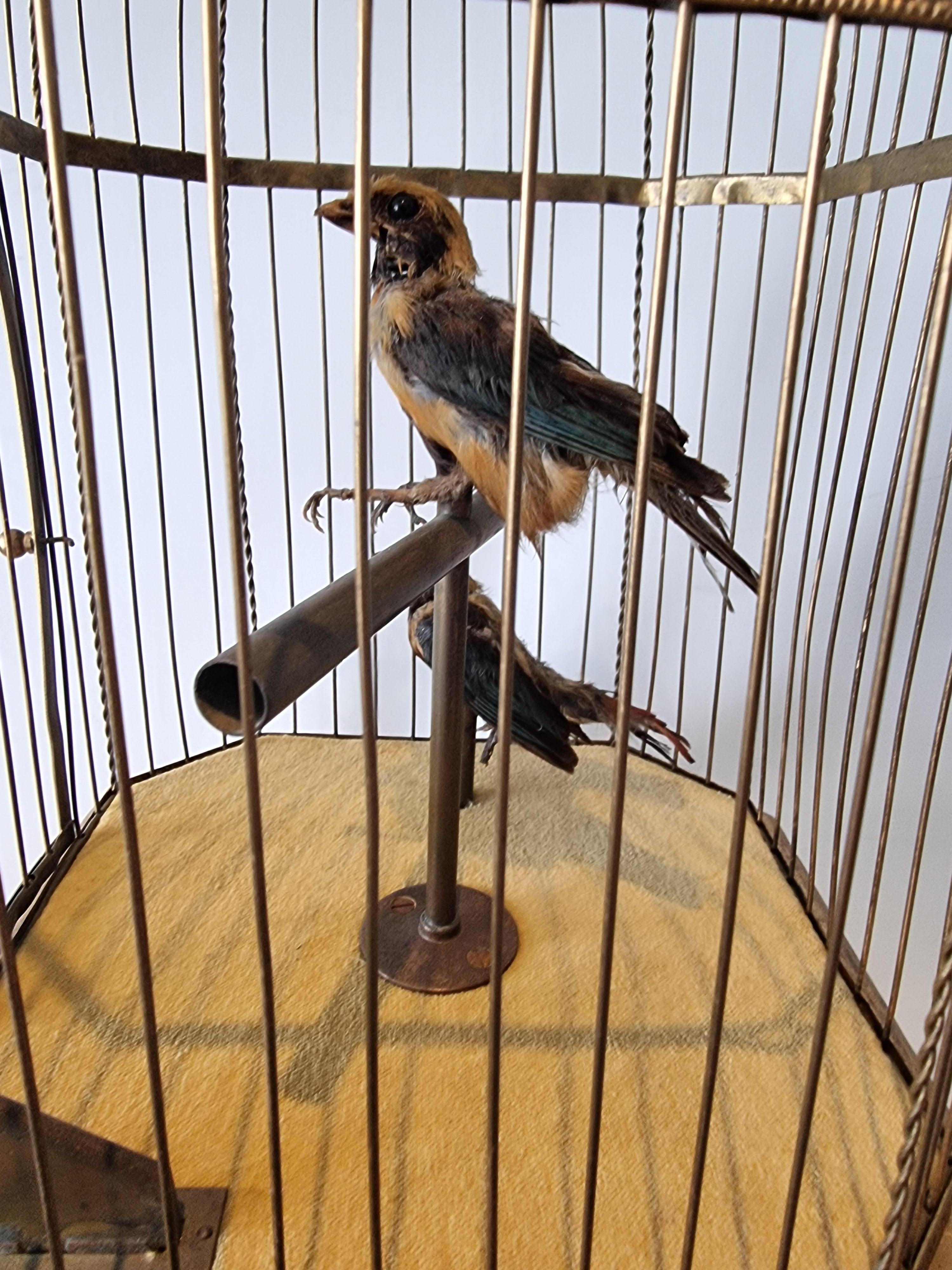 French Antique coin-operated large double singing birds-in-cage, by Bontems For Sale