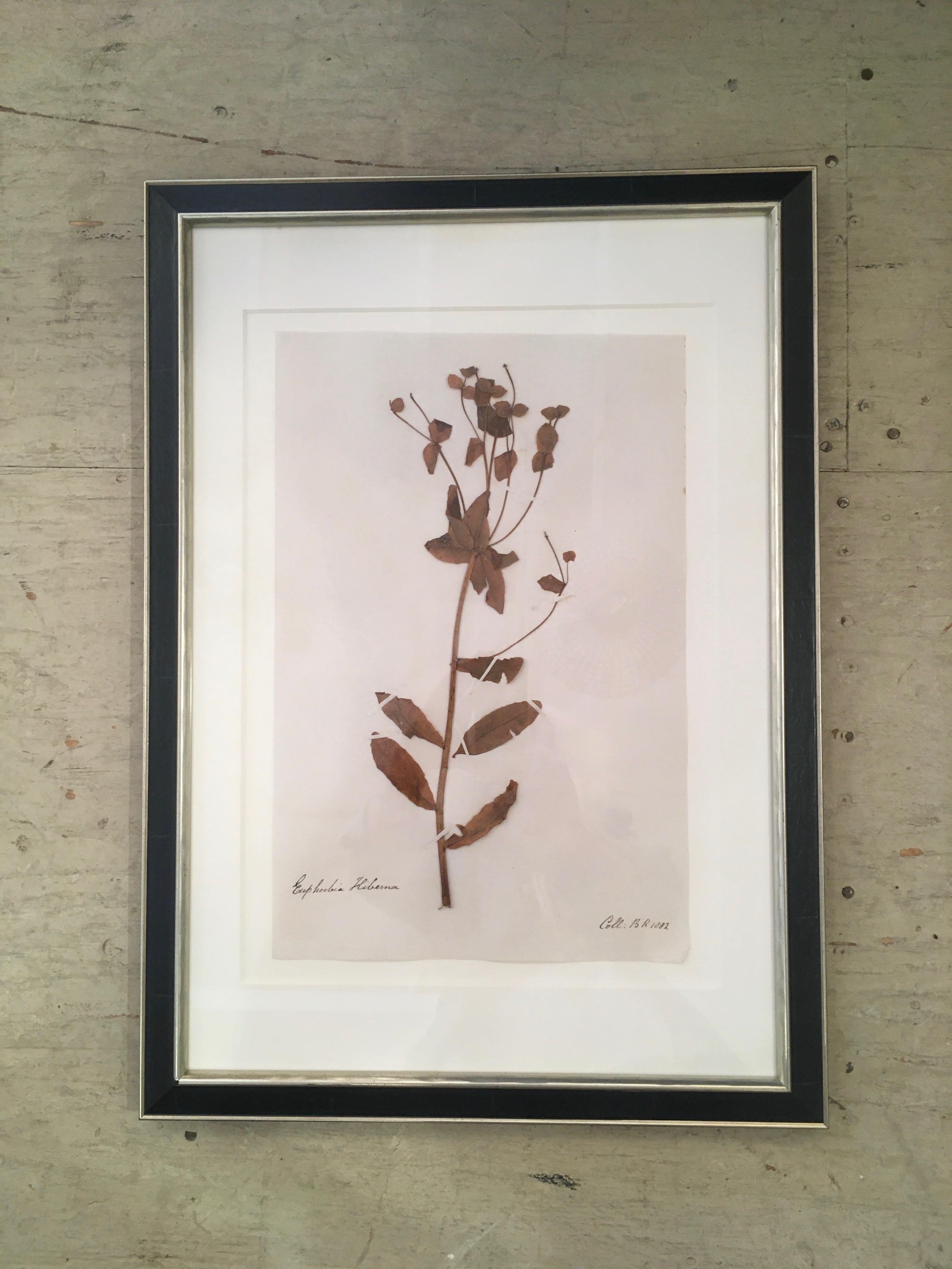 Beautiful organic dried and pressed botanicals with handwritten information and dated 1853, including Dandelion, Euphorbia and the like. Professional framing is impeccable.