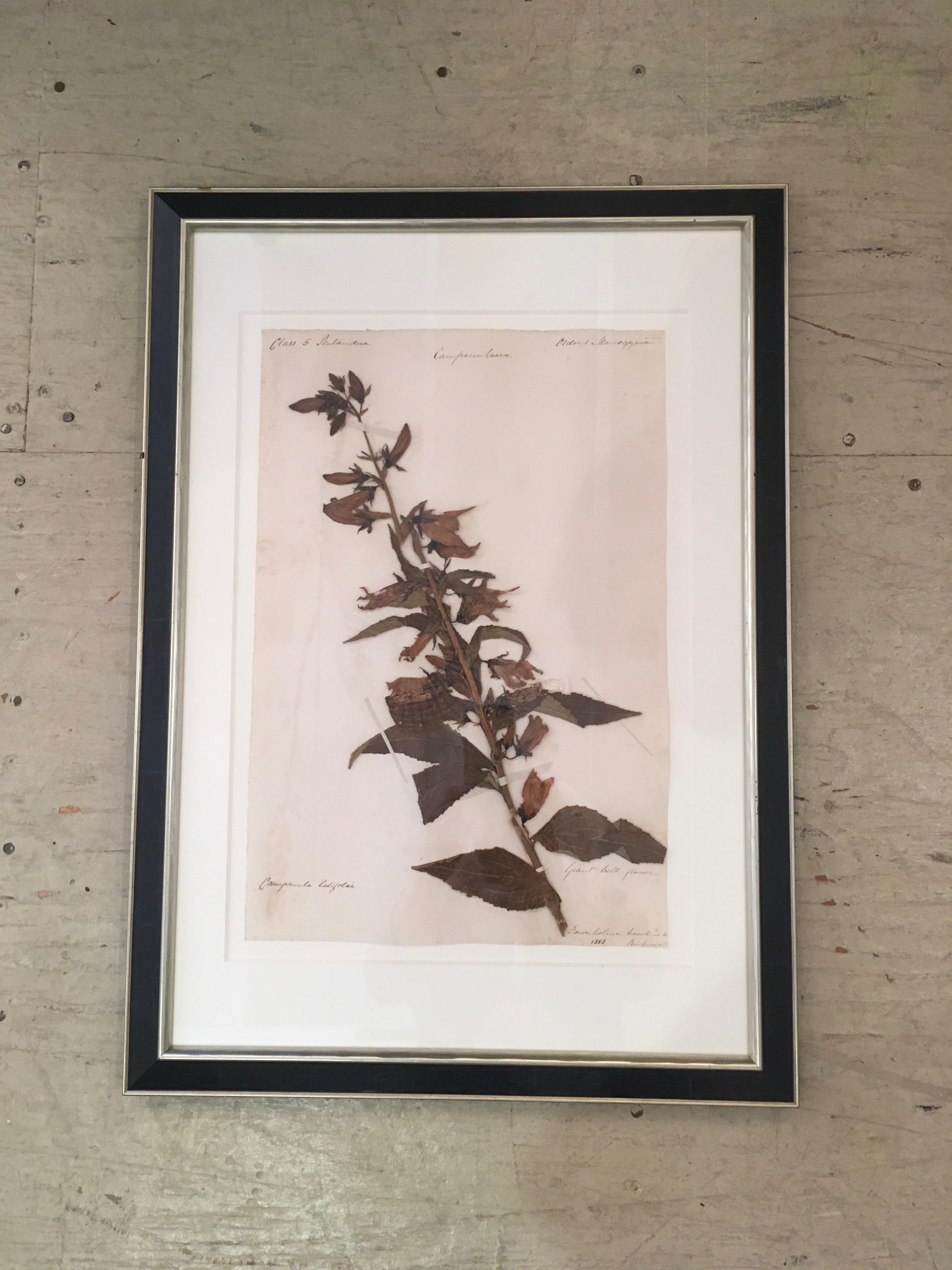 Antique Collection of Four 19th Century Dried Pressed Botanicals In Good Condition In Hopewell, NJ