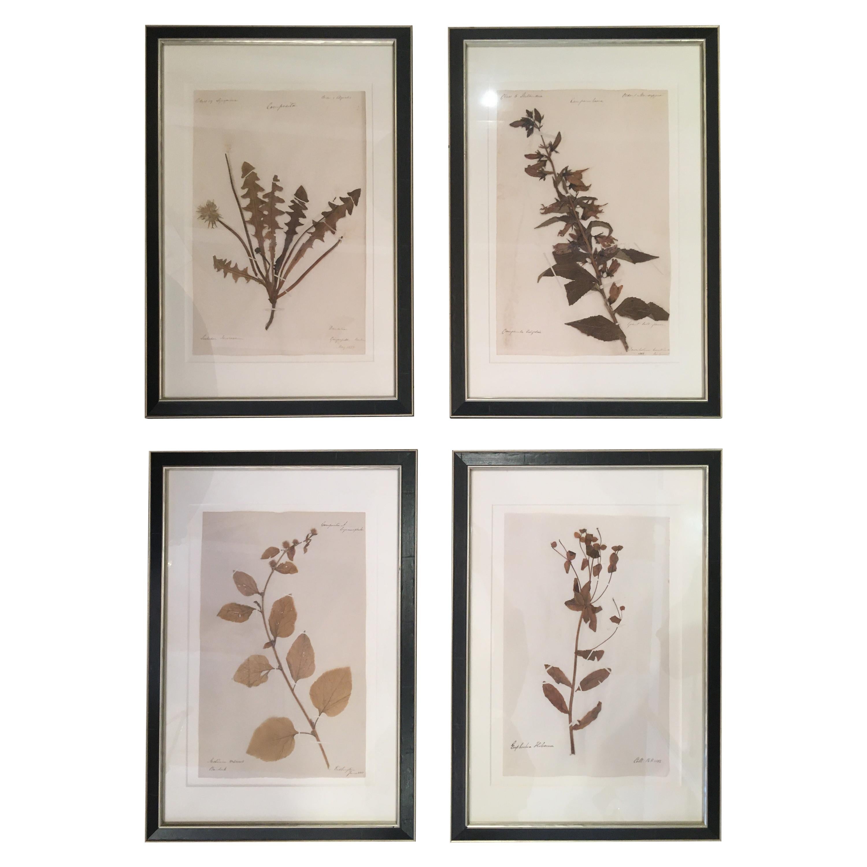 Antique Collection of Four 19th Century Dried Pressed Botanicals