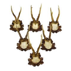 Antique Collection of Six Roe Deer Trophies, Germany ca. 1890s / 1900s