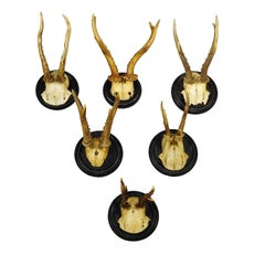 Antique Collection of Six Roe Deer Trophies on Turned Plaques, Germany ca. 1900s