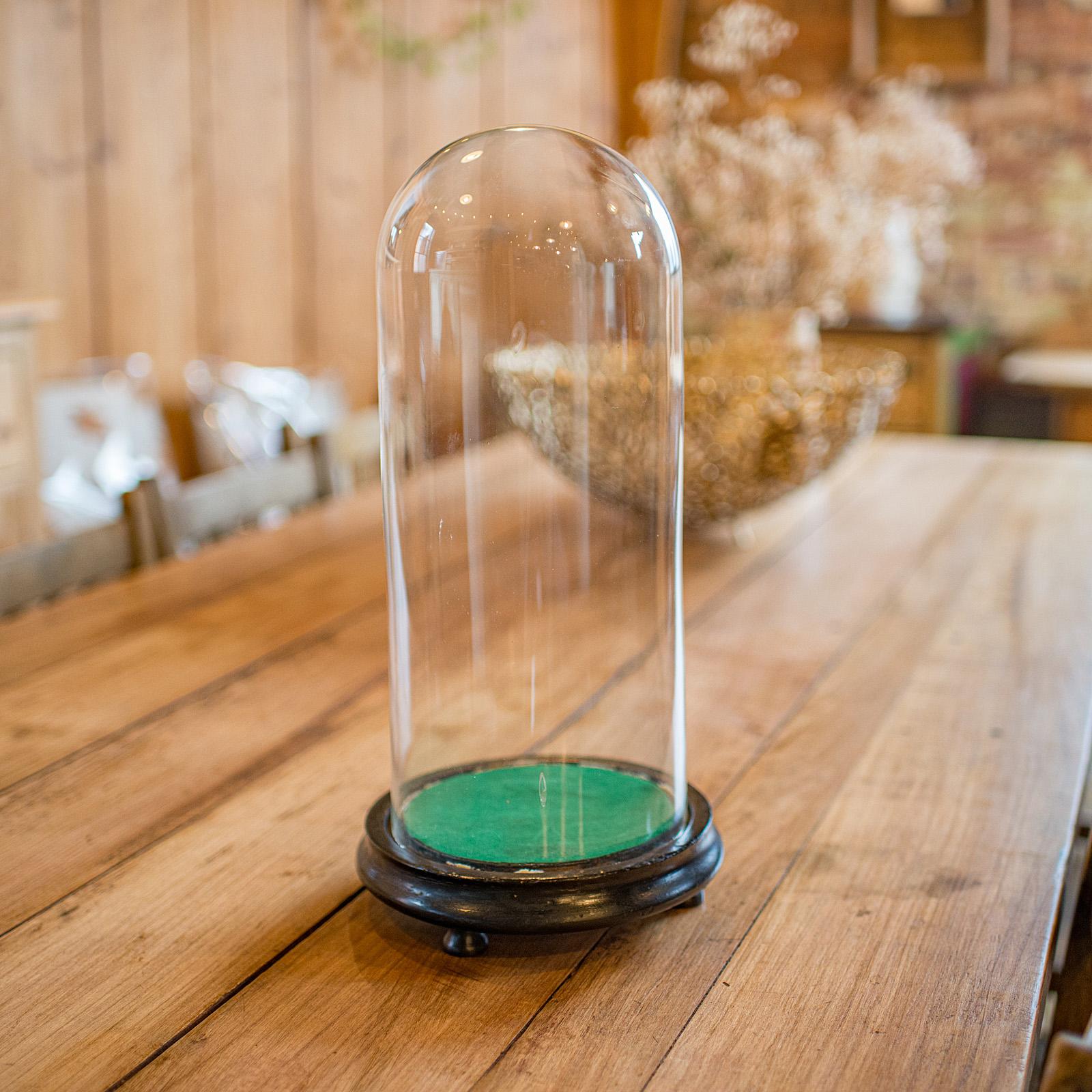 British Antique Collector's Dome, English, Glass, Taxidermy, Botany, Showcase, Edwardian For Sale