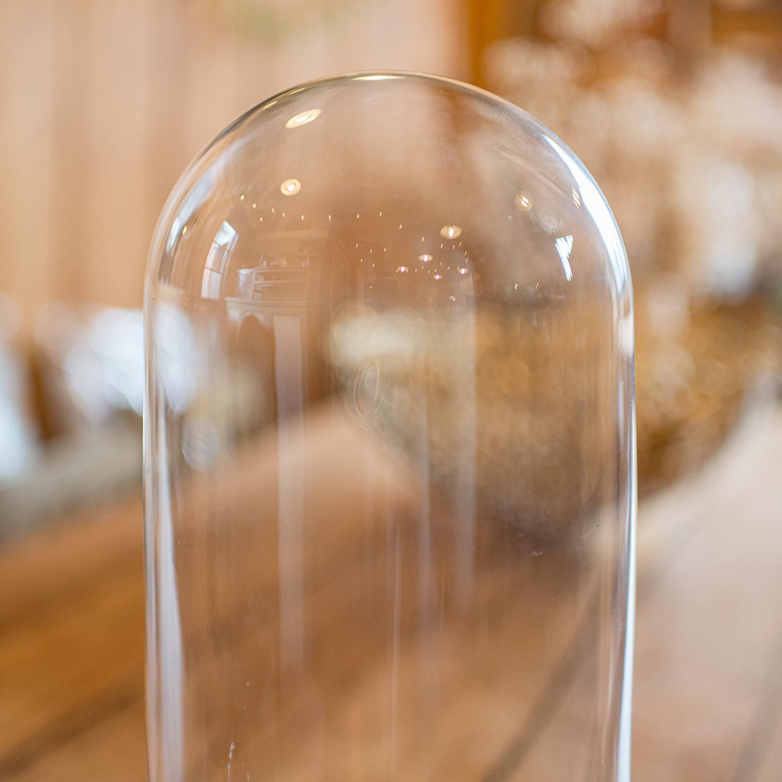 Antique Collector's Dome, English, Glass, Taxidermy, Botany, Showcase, Edwardian In Good Condition For Sale In Hele, Devon, GB