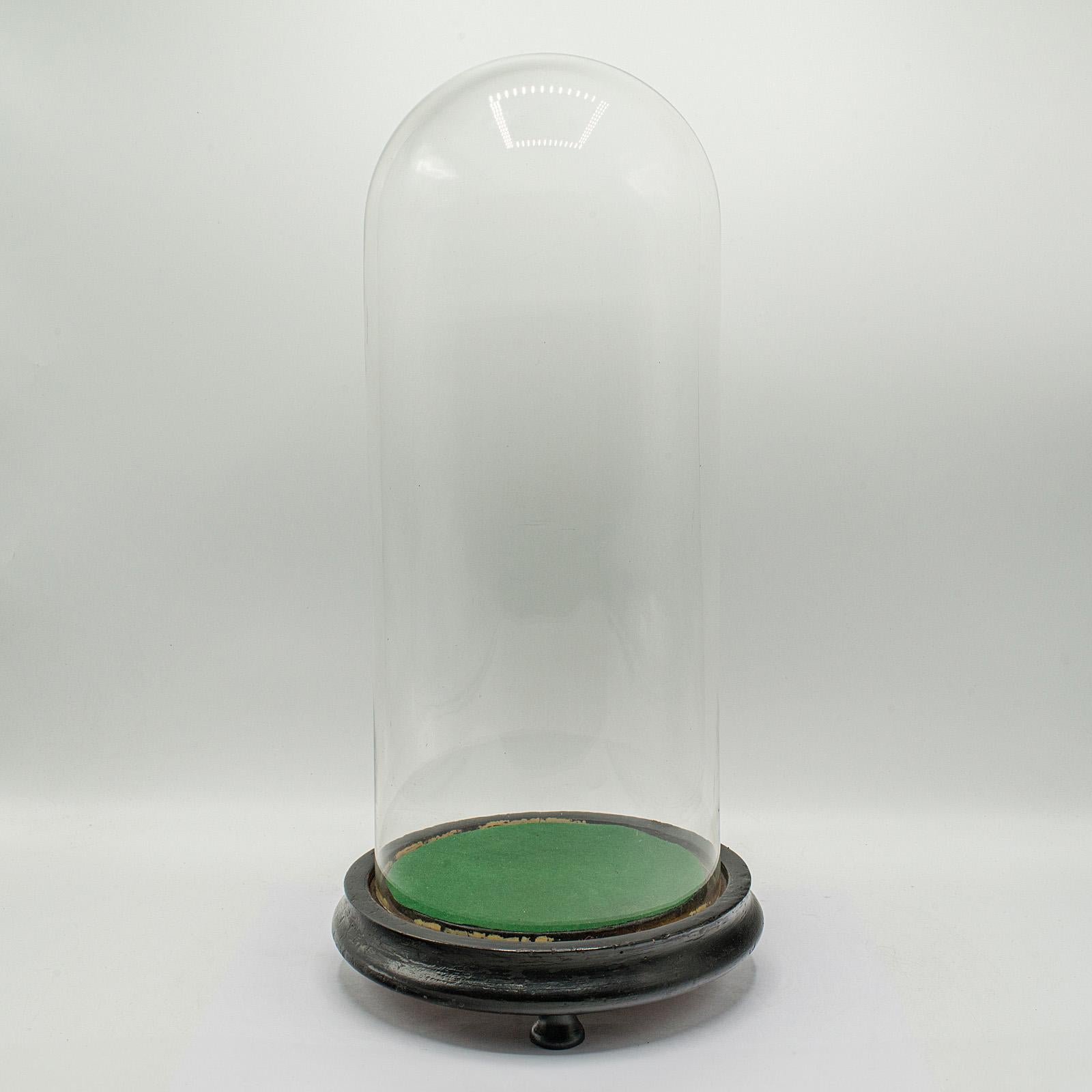 Antique Collector's Dome, English, Glass, Taxidermy, Botany, Showcase, Edwardian For Sale 4