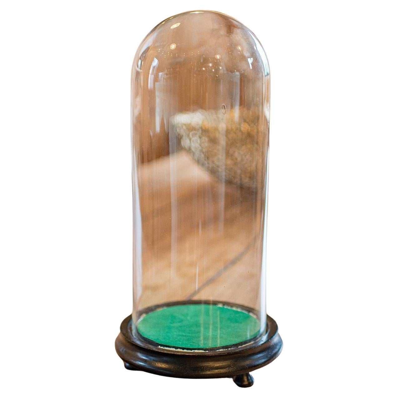 Cúpula de coleccionista de antigüedades, inglesa, cristal, taxidermia, botánica, vitrina, eduardiana