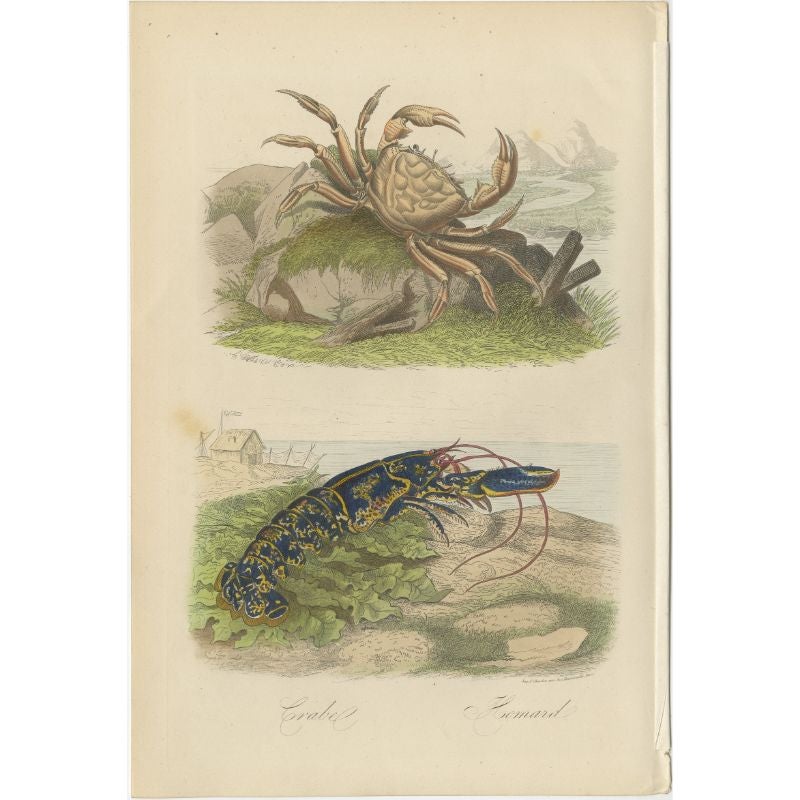 Antique print titled 'Crabe, Homard'. Print of a crab and lobster. This print originates from 'Musée d'Histoire Naturelle' by M. Achille Comte. 

Artists and Engravers: Published by Gustave Havard. 

Condition: Good, general age-related toning