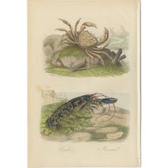 Antique Colored Print of a Crab and Lobster, 1854