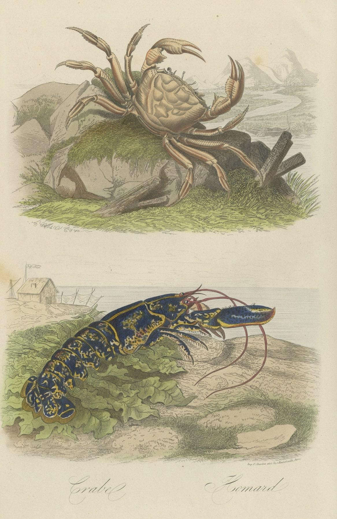 Paper Antique Colored Print of a Crab and Lobster, 1854 For Sale