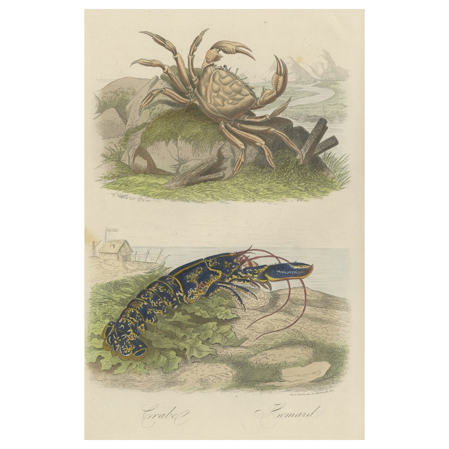 Antiker farbiger Druck einer Krabbe und eines Hummers, 1854 im Angebot