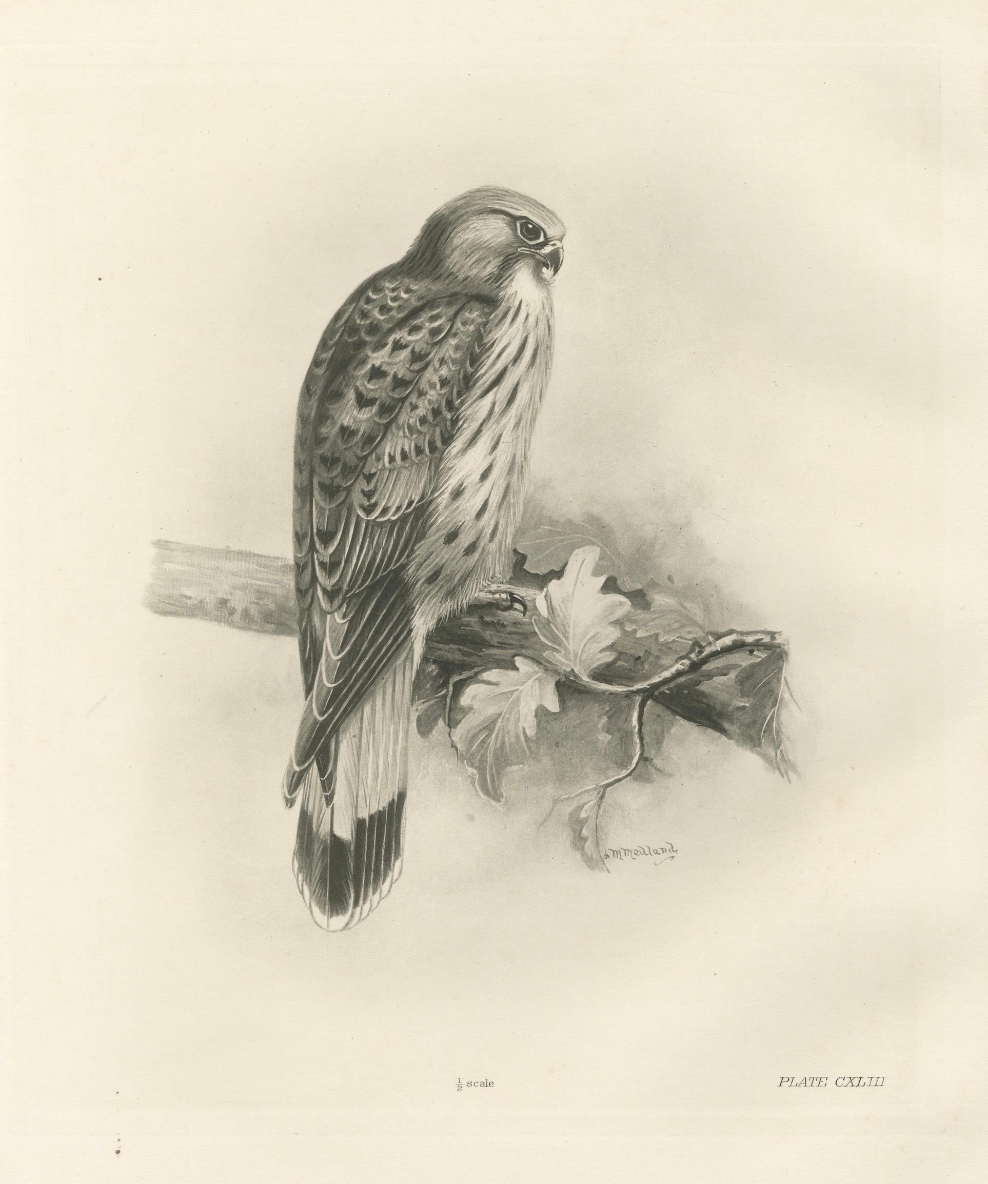 Antique Common Kestrel Bird Print by Lilian M. Medland, 1908