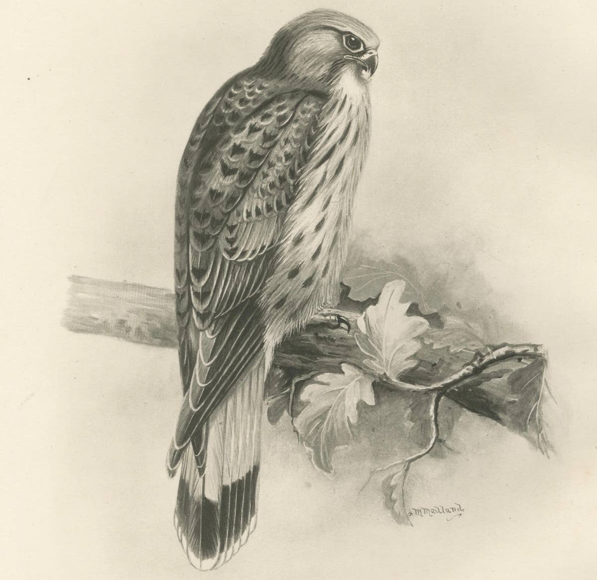 Antique Common Kestrel Bird Print by Lilian M. Medland, 1908