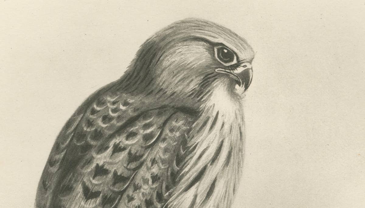 Antique Common Kestrel Bird Print by Lilian M. Medland, 1908