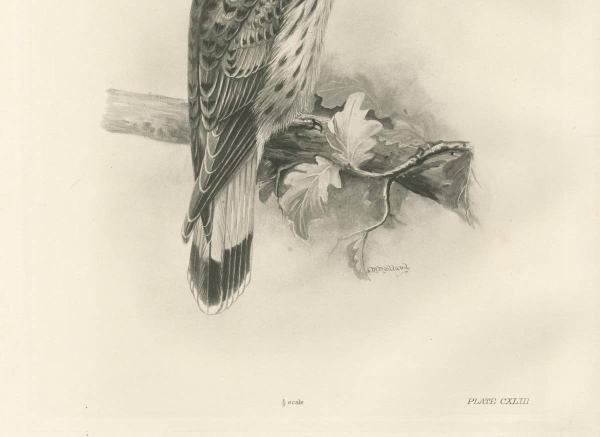 Antique Common Kestrel Bird Print by Lilian M. Medland, 1908
