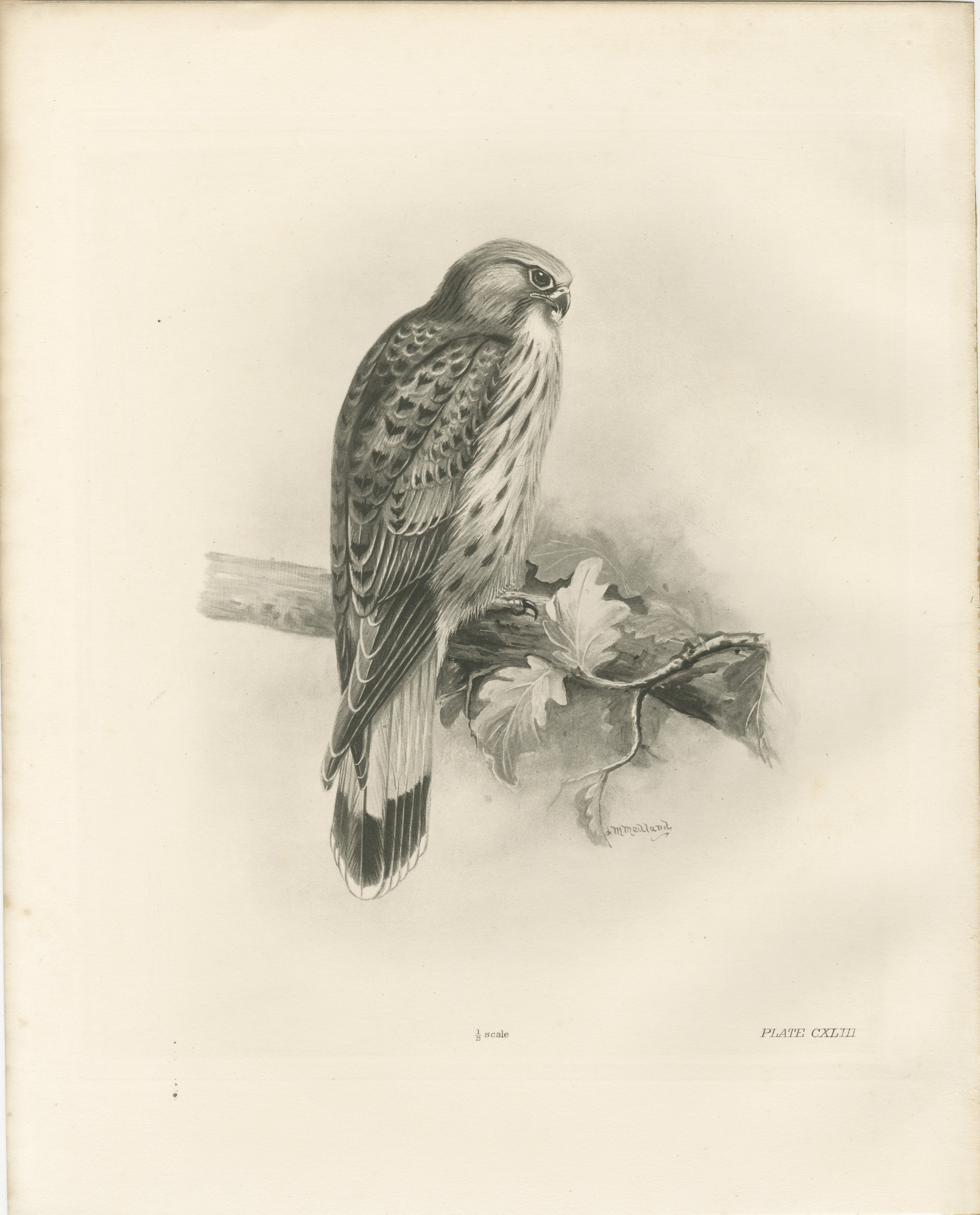 Antique Common Kestrel Bird Print by Lilian M. Medland, 1908