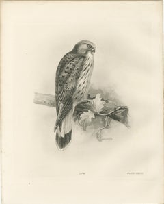 Stampa d'epoca raffigurante un gheppio, opera di Lilian M. Medland, 1908