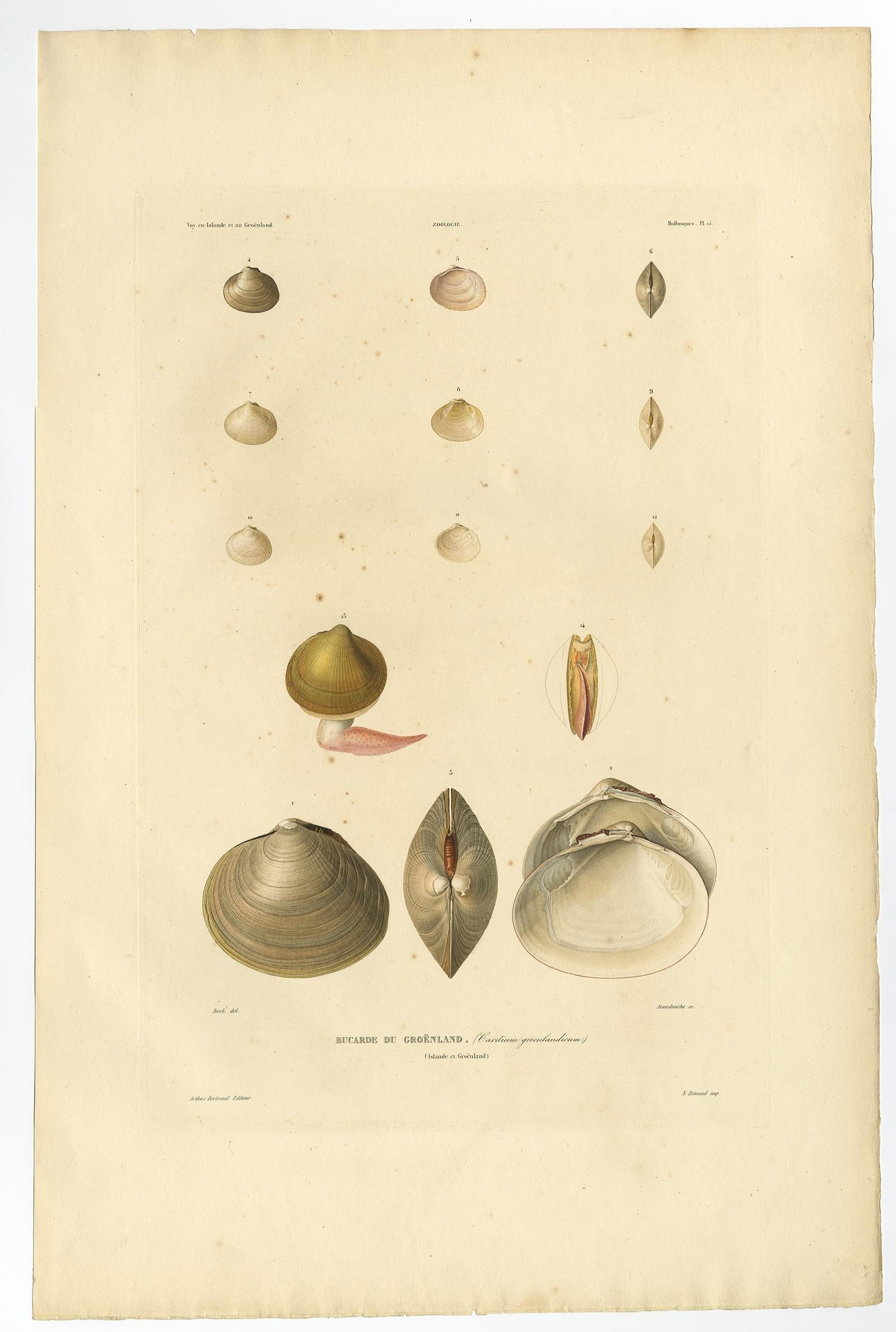 Antike Drucke von grönländischen Muscheln und Modiolaria-Muscheln - Gaimard, 1842

Dieses Paar feiner handkolorierter Lithografien zeigt wissenschaftliche Illustrationen von Mollusken, die während Paul Gaimards Island- und Grönlandexpedition von