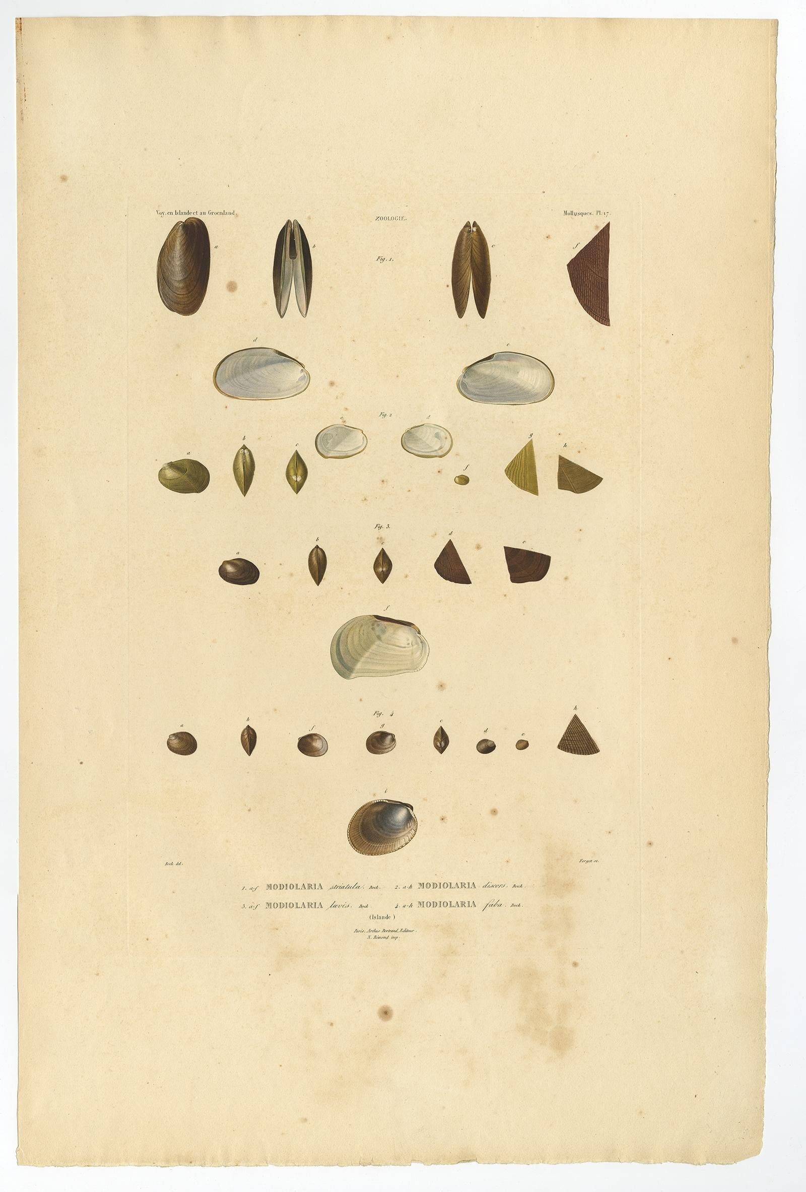 Antike Konchologie-Drucke - Grönländische Muscheln und Modiolaria-Muscheln, 1842 (Französisch) im Angebot