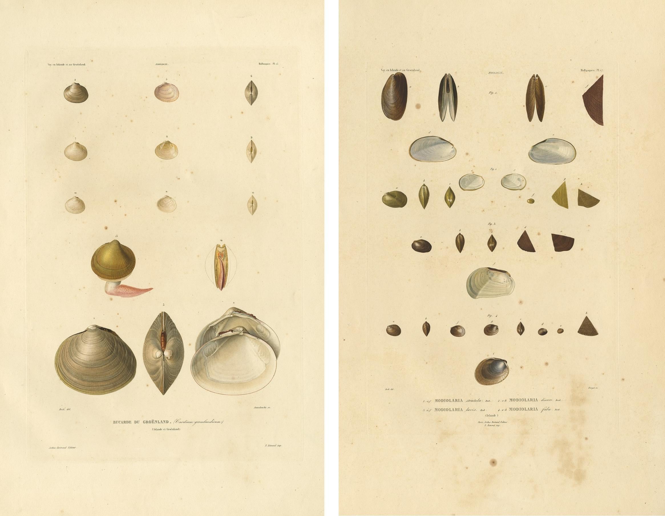 Antike Konchologie-Drucke - Grönländische Muscheln und Modiolaria-Muscheln, 1842 im Zustand „Gut“ im Angebot in Langweer, NL