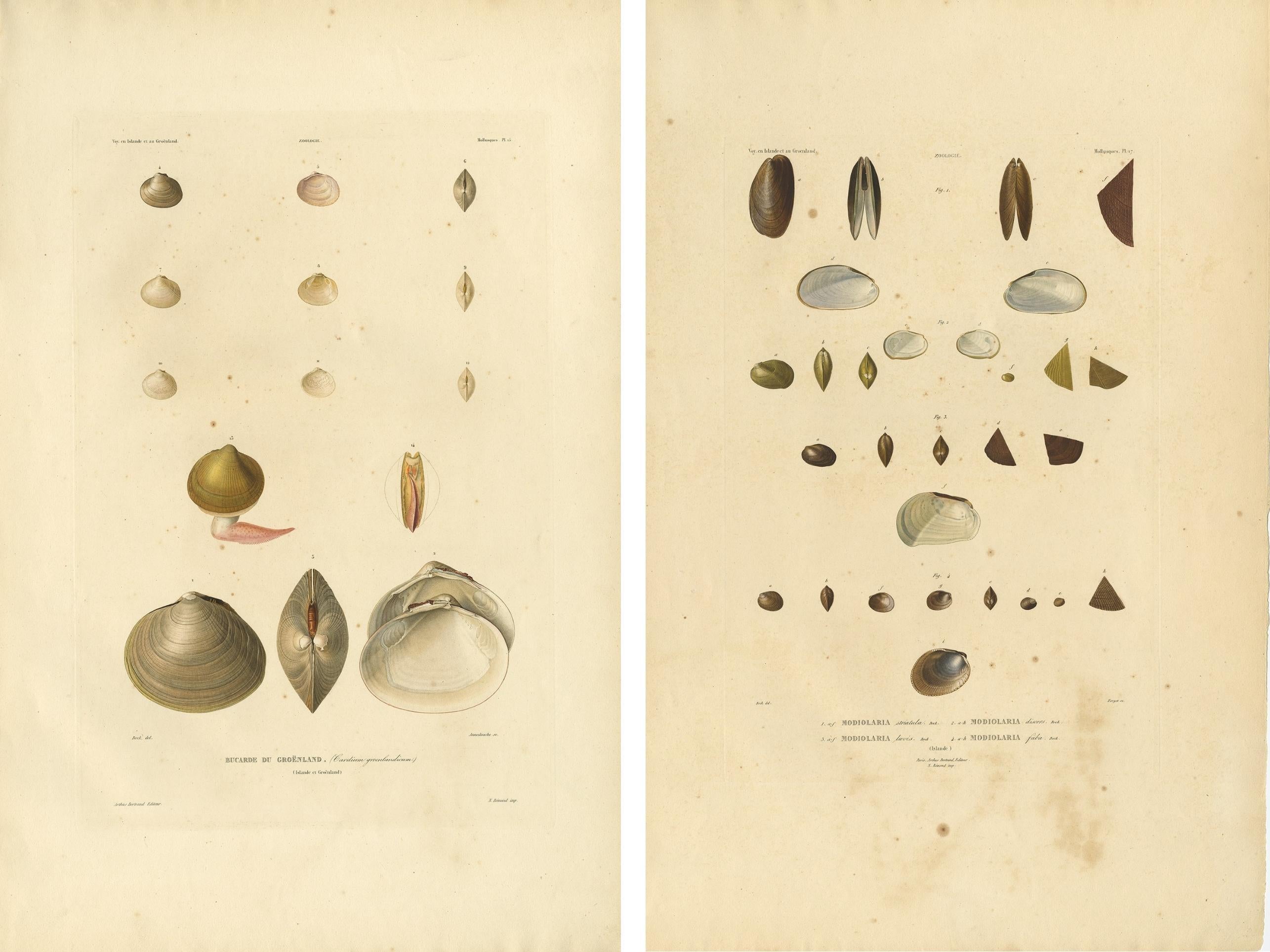 Antike Konchologie-Drucke - Grönländische Muscheln und Modiolaria-Muscheln, 1842 (19. Jahrhundert) im Angebot