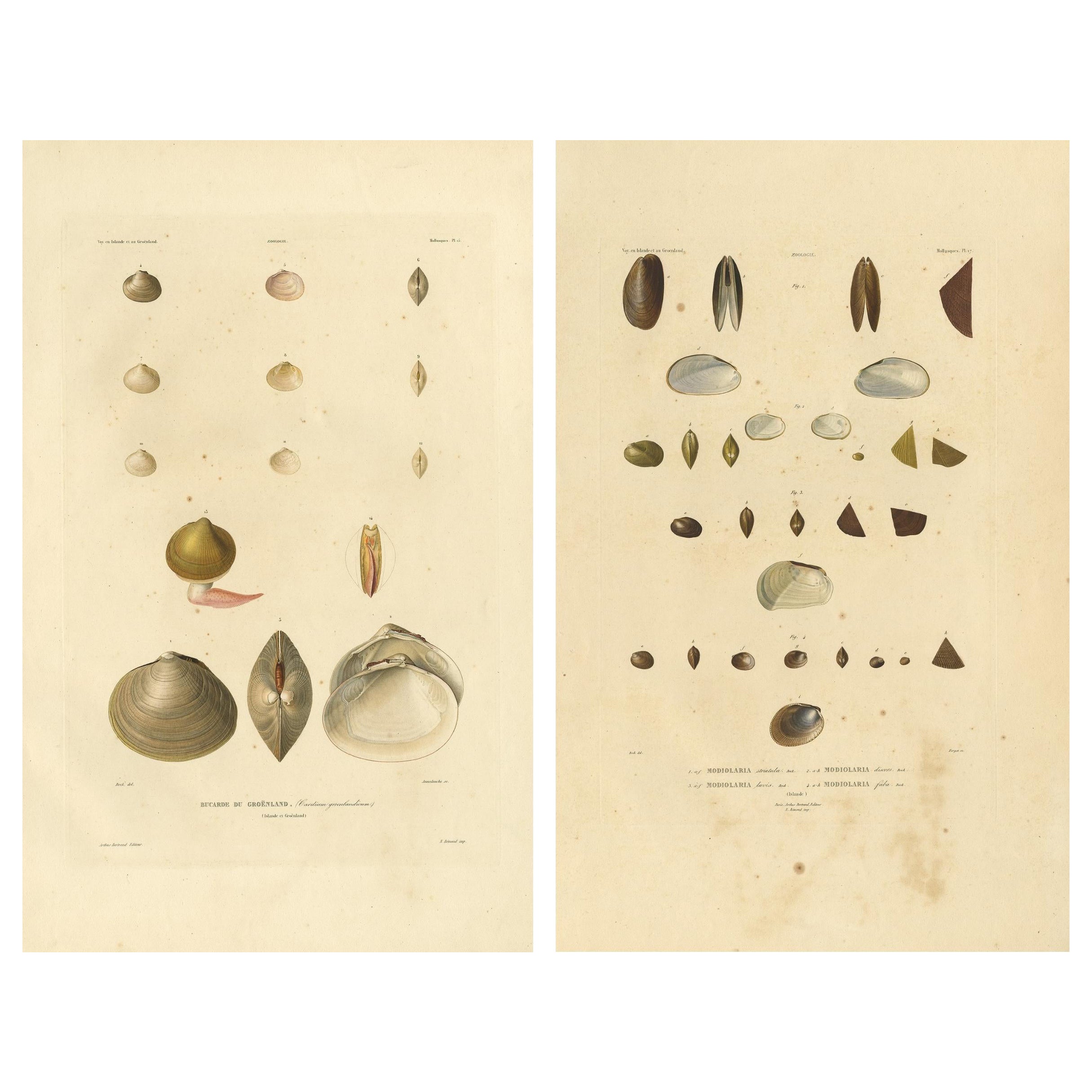 Antike Konchologie-Drucke - Grönländische Muscheln und Modiolaria-Muscheln, 1842 im Angebot