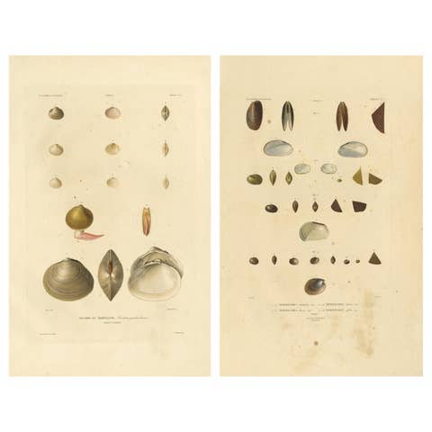 Antique Conchology Prints – Greenland Bivalves and Modiolaria Shells, 1842